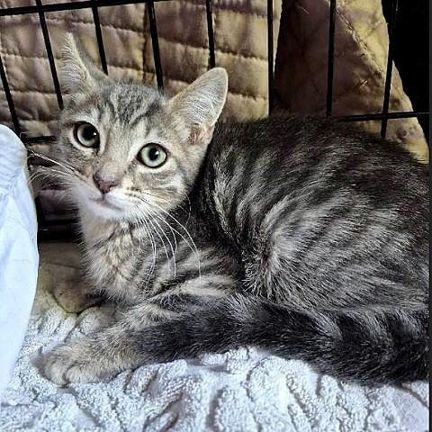 Enlarge Thomas, a ADOPTABLE Tabby in Salt Lake City, UT image 2/2