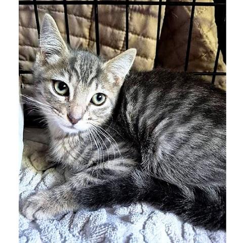 Thomas, ADOPTABLE, Kitten Male Tabby.