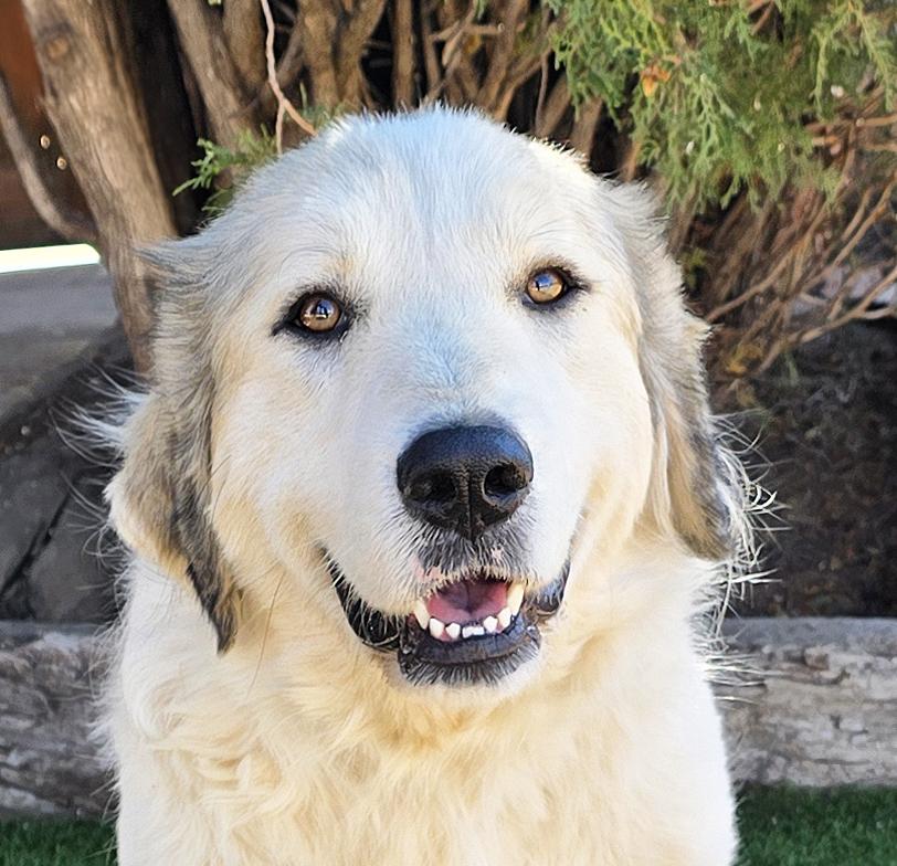 Whimsical Ms Whitney ~ Glorious !!!, Adoptable, Young Female Great Pyrenees.