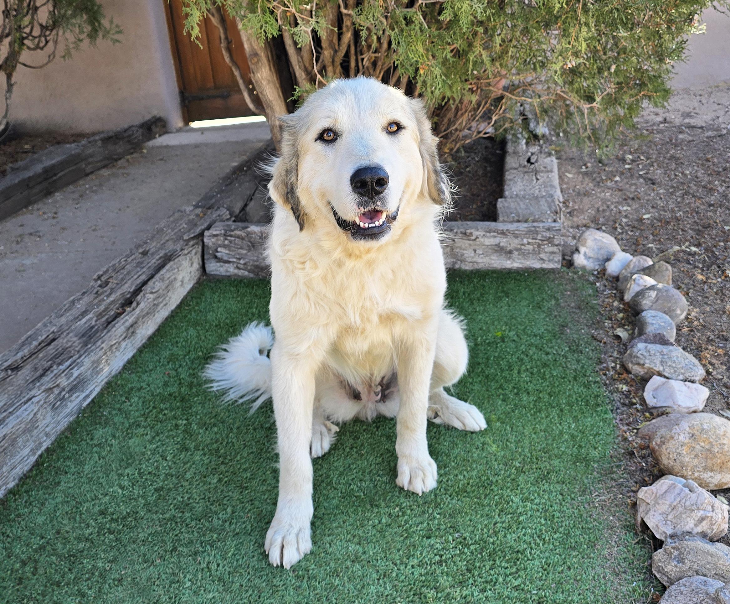 Enlarge Whimsical Ms Whitney ~ Glorious !!!, a Adoptable Great Pyrenees in Albuquerque, NM image 2/2