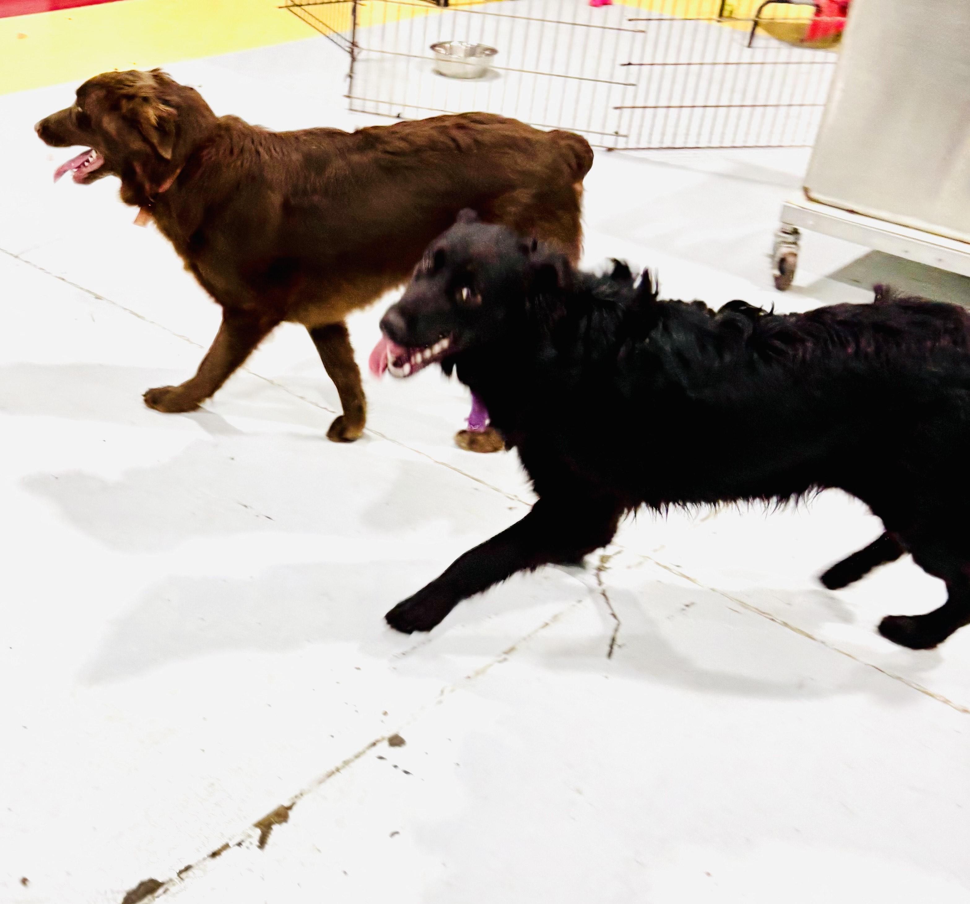 KING!, an adopted mixed breed in Owensboro, KY image 1/3