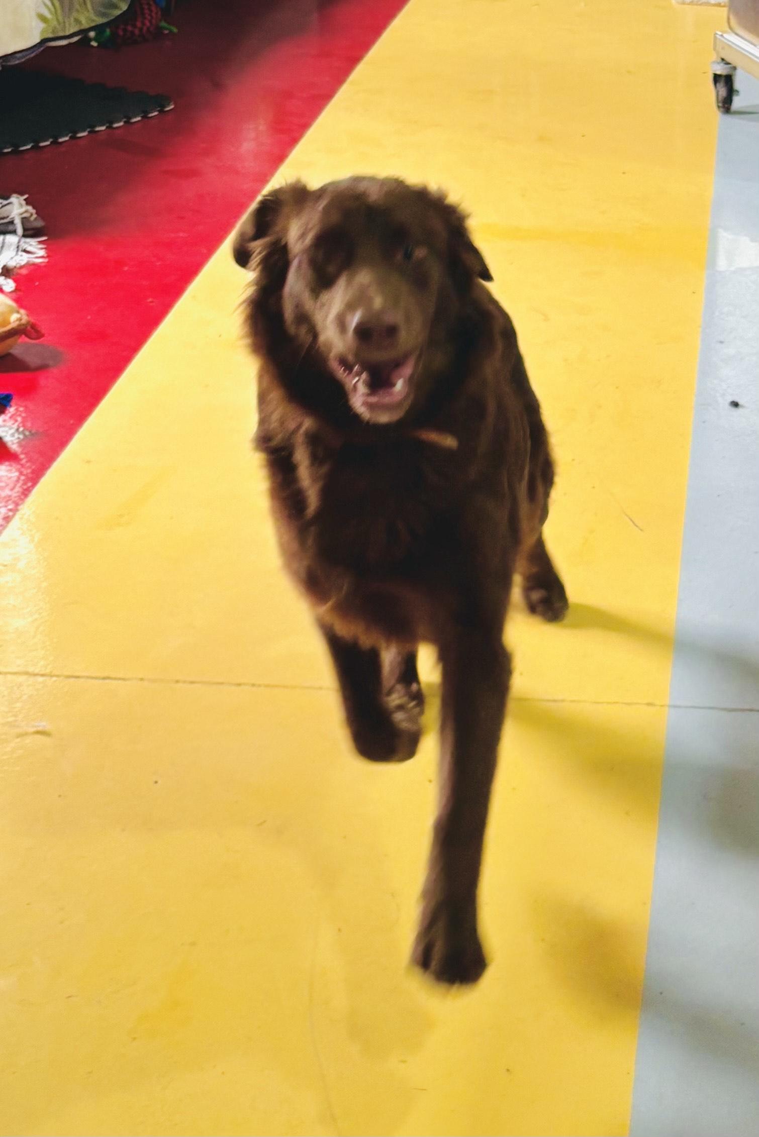 KING!, an adopted mixed breed in Owensboro, KY image 2/3