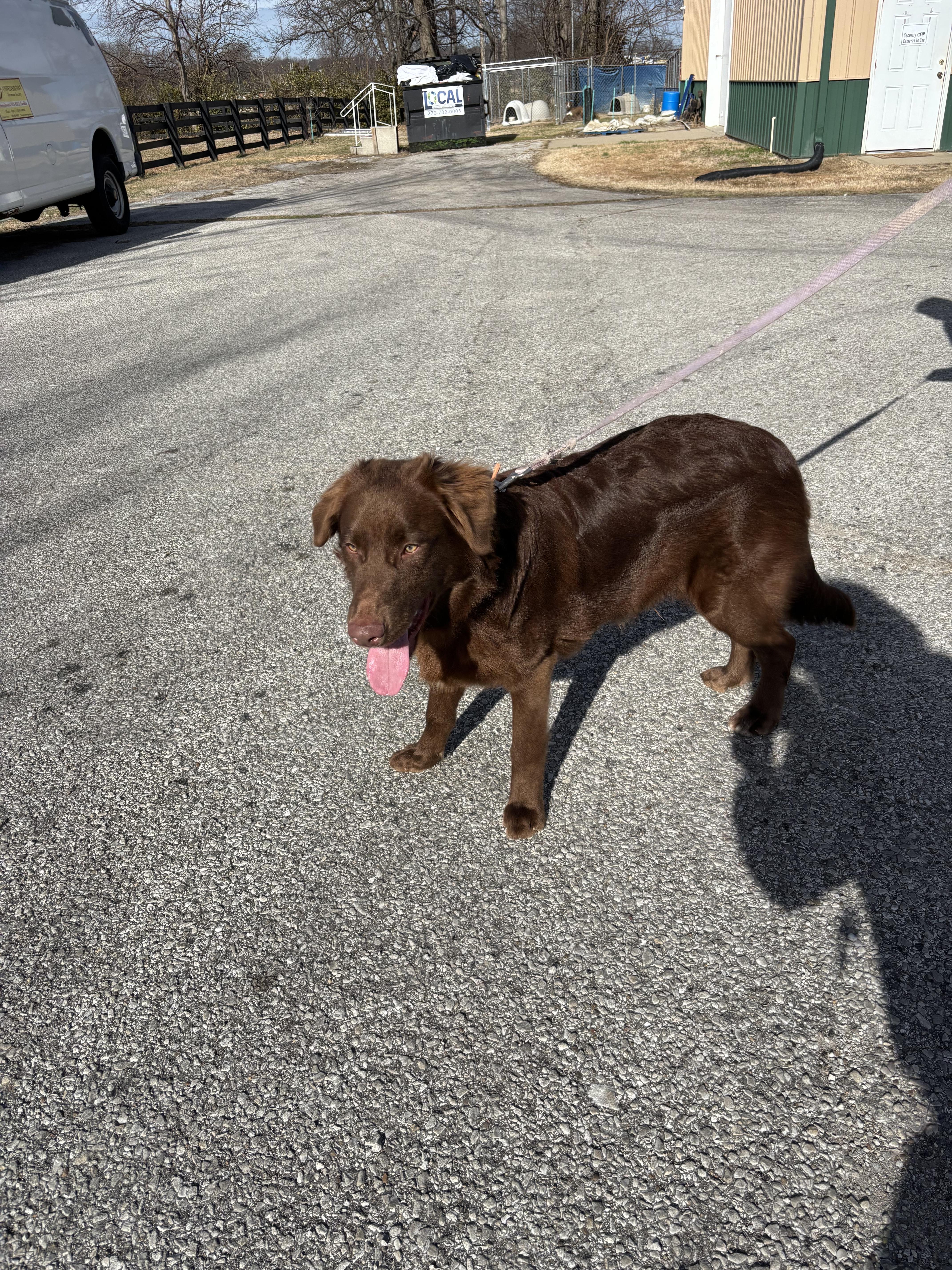 KING!, an adopted mixed breed in Owensboro, KY image 3/3