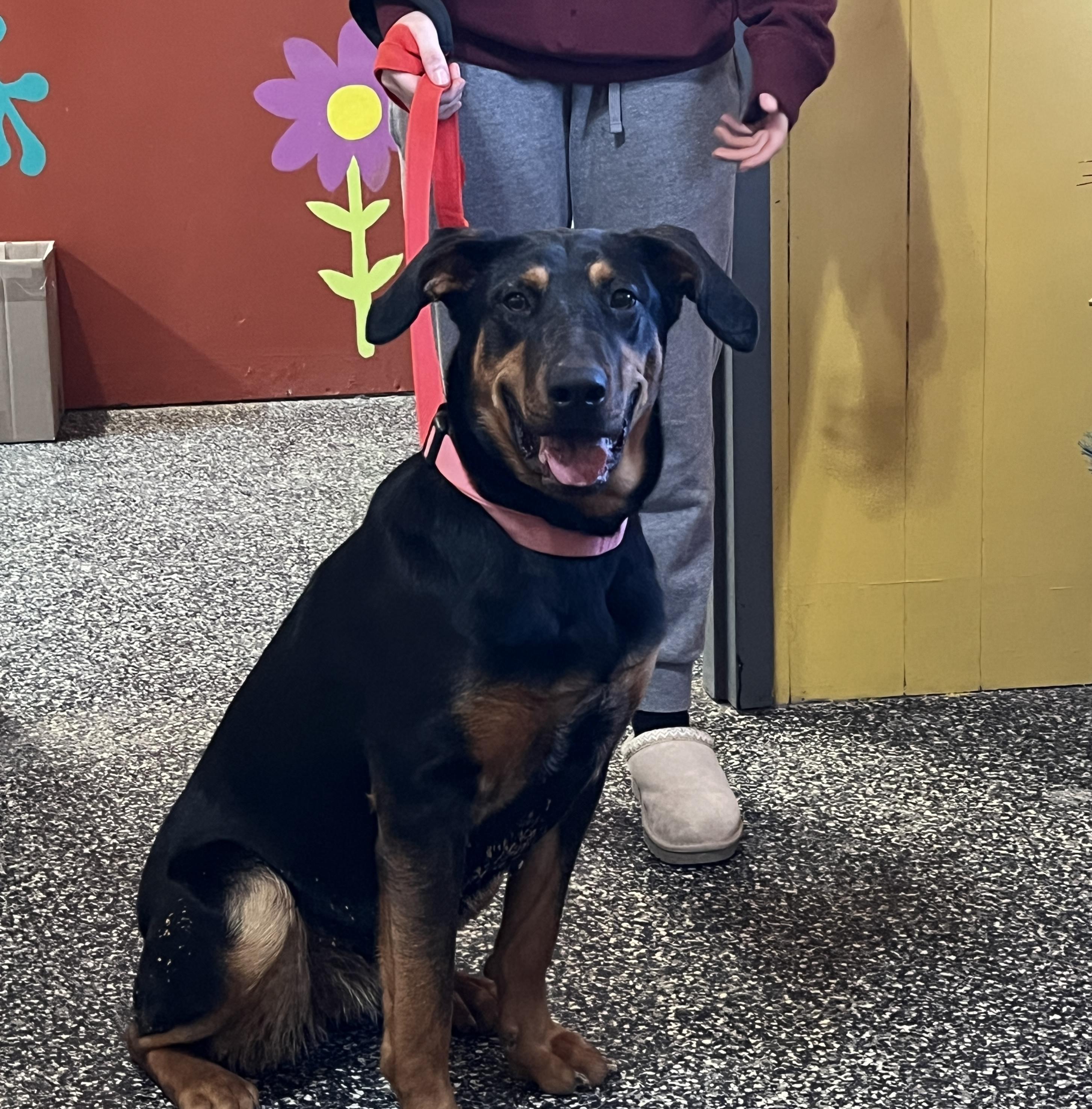 Enlarge May, a Adoptable mixed breed in McKenzie, TN image 1/3