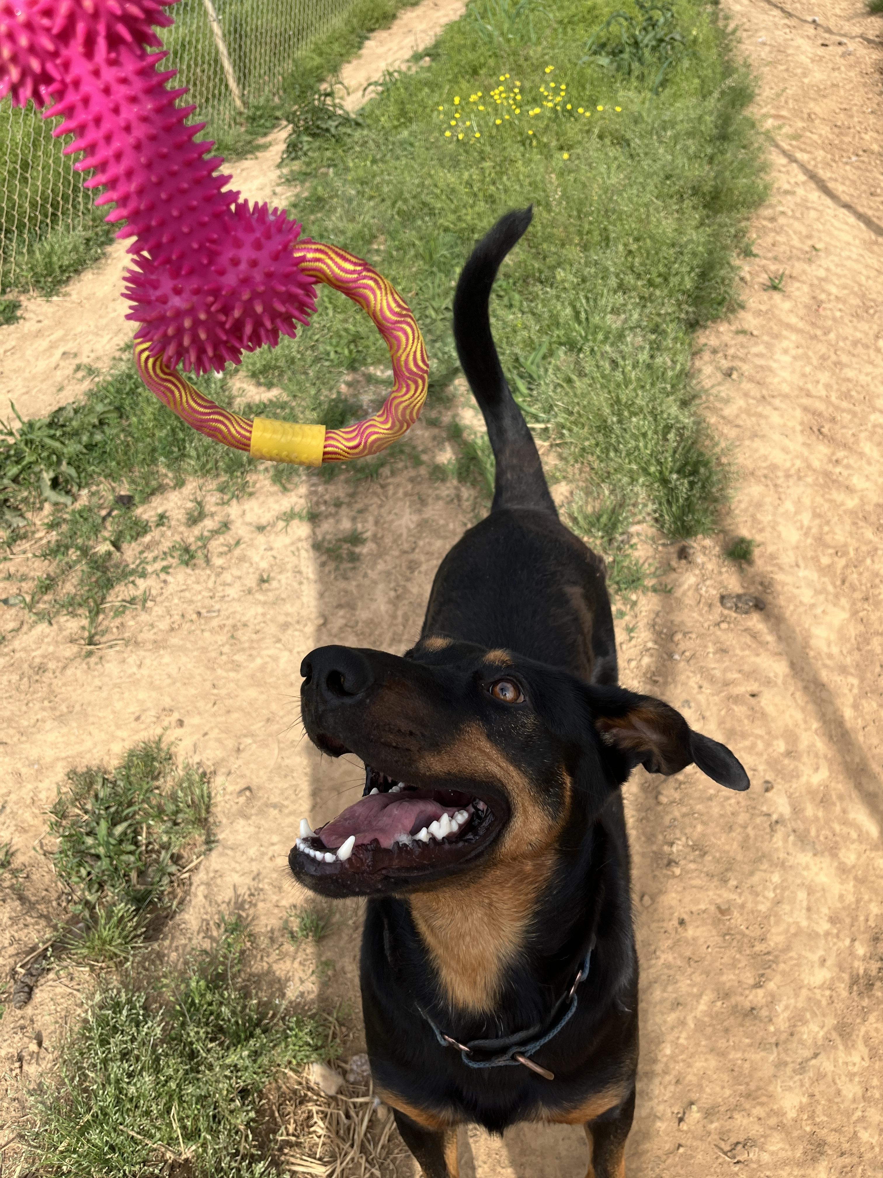 Enlarge May, an adoptable mixed breed in McKenzie, TN image 5/5