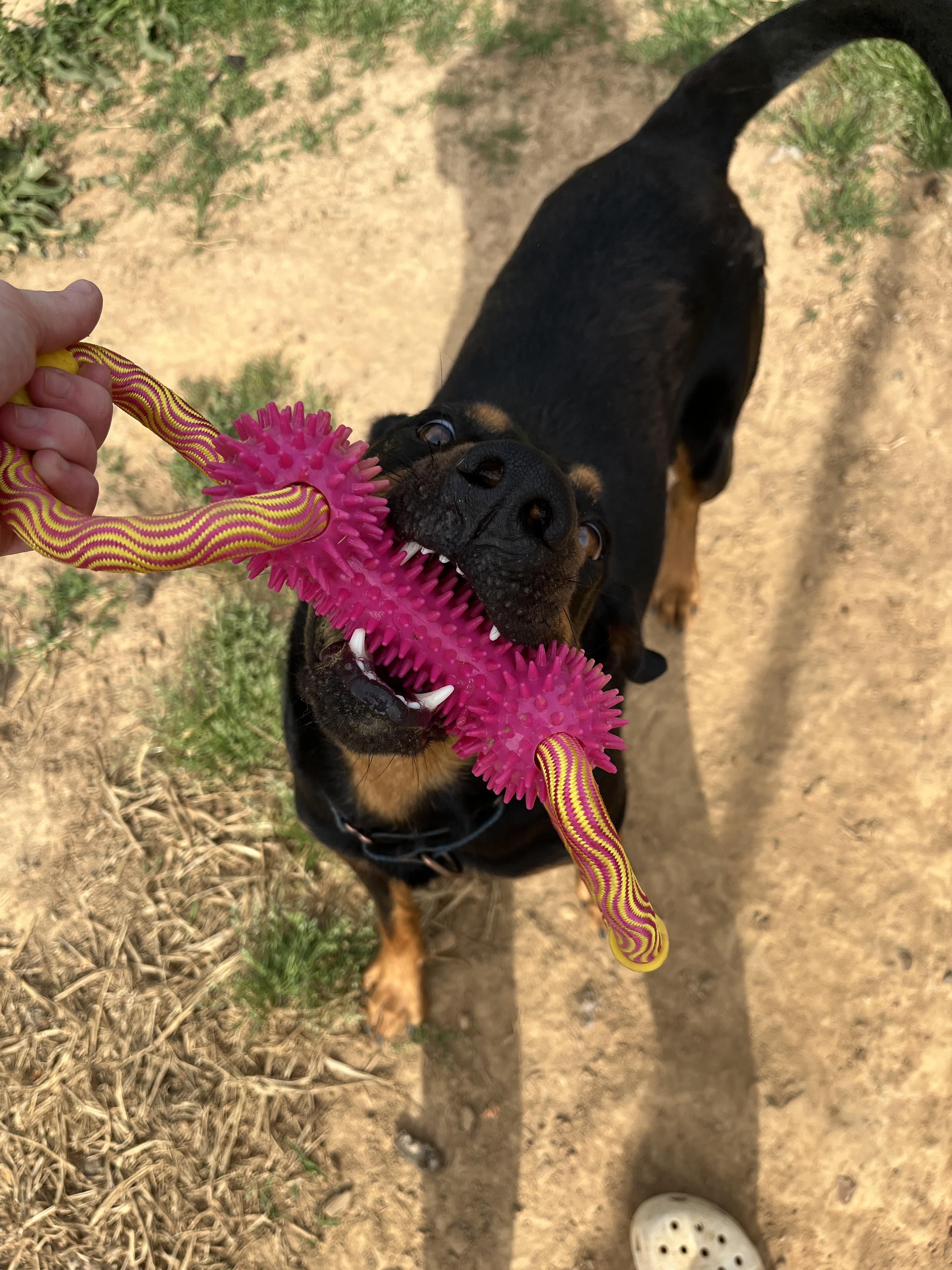 Enlarge May, an adoptable mixed breed in McKenzie, TN image 4/5