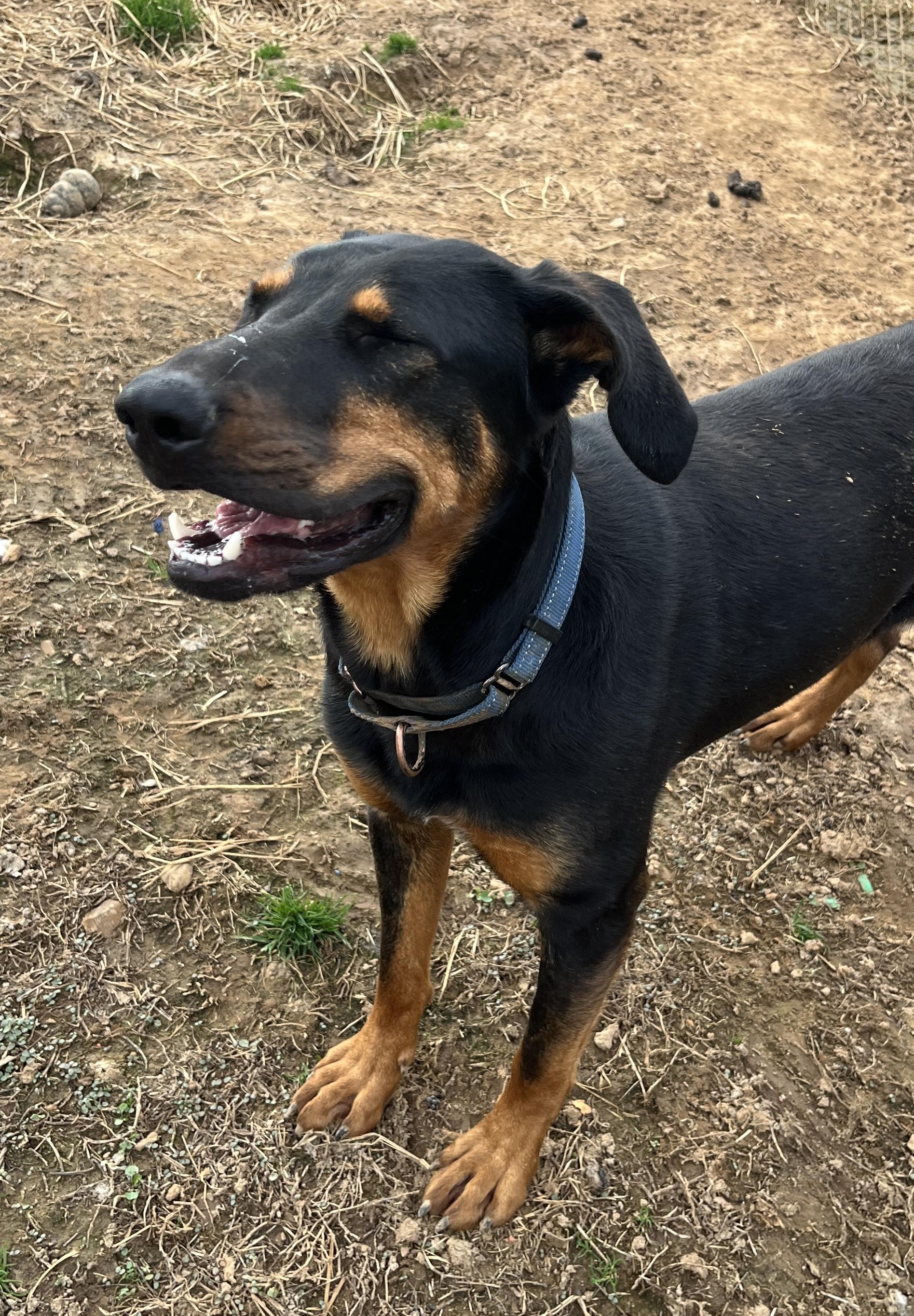 Enlarge May, a Adoptable mixed breed in McKenzie, TN image 3/3