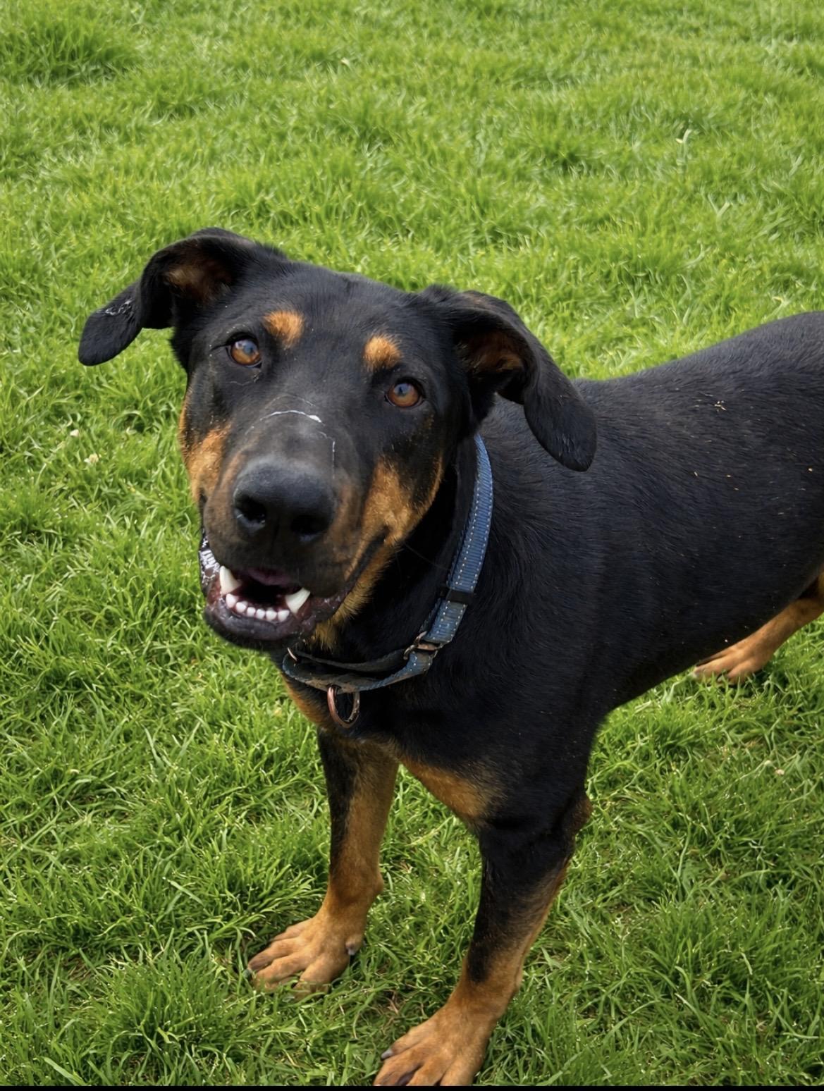 May, Adoptable, Young Female Rottweiler & German Shepherd Dog.