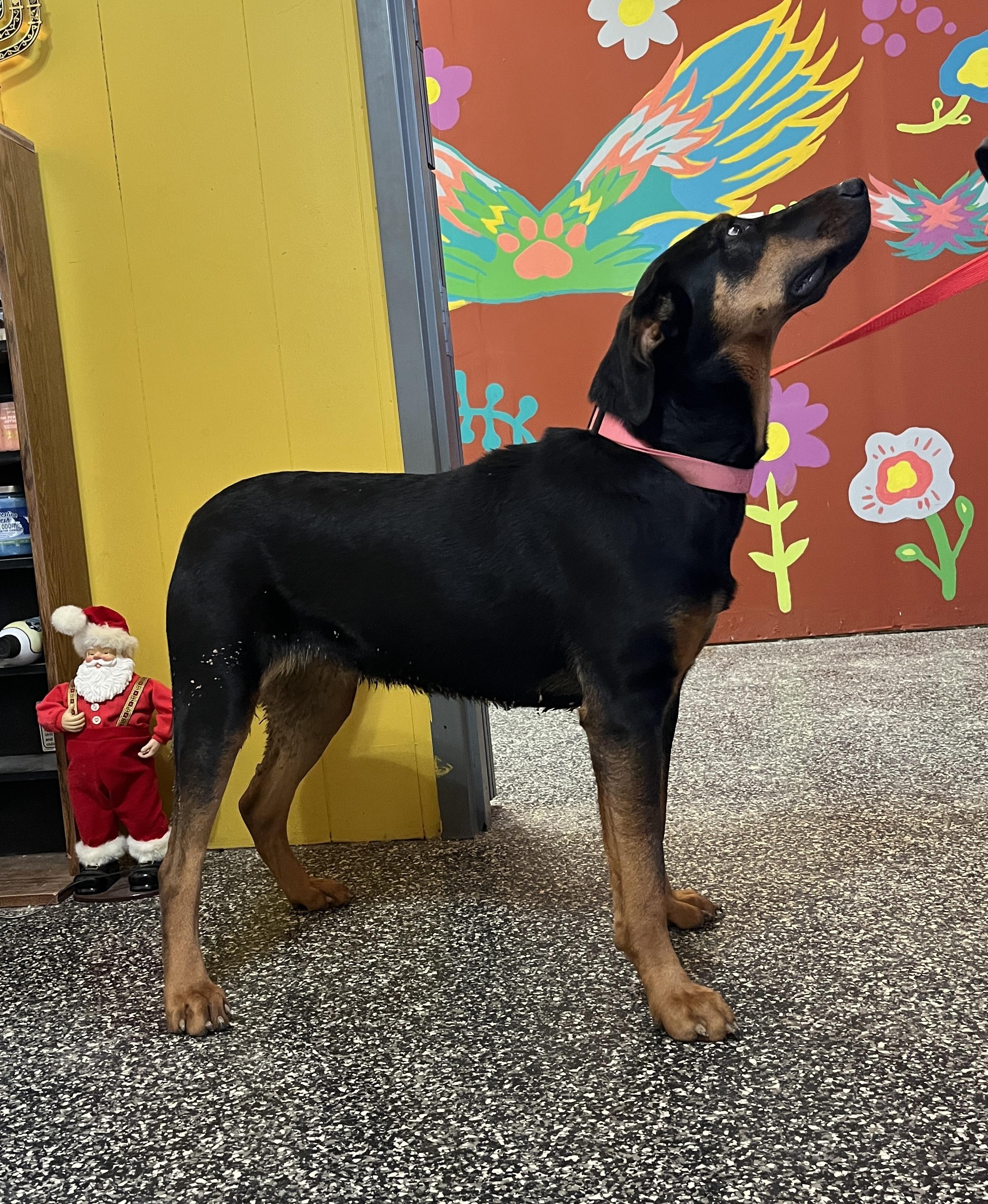 Enlarge May, a Adoptable mixed breed in McKenzie, TN image 2/3