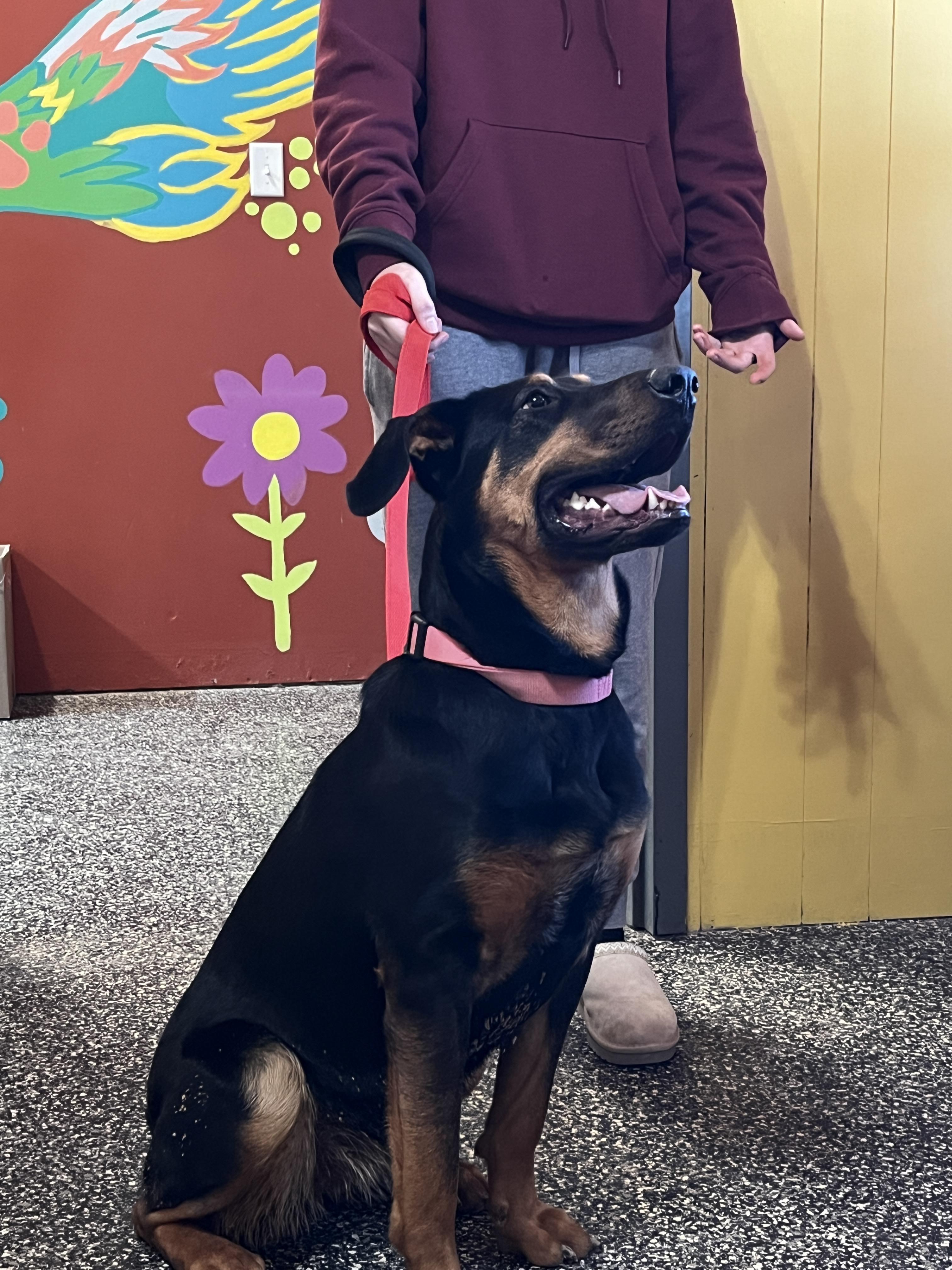 Enlarge May, a Adoptable mixed breed in McKenzie, TN image 3/3