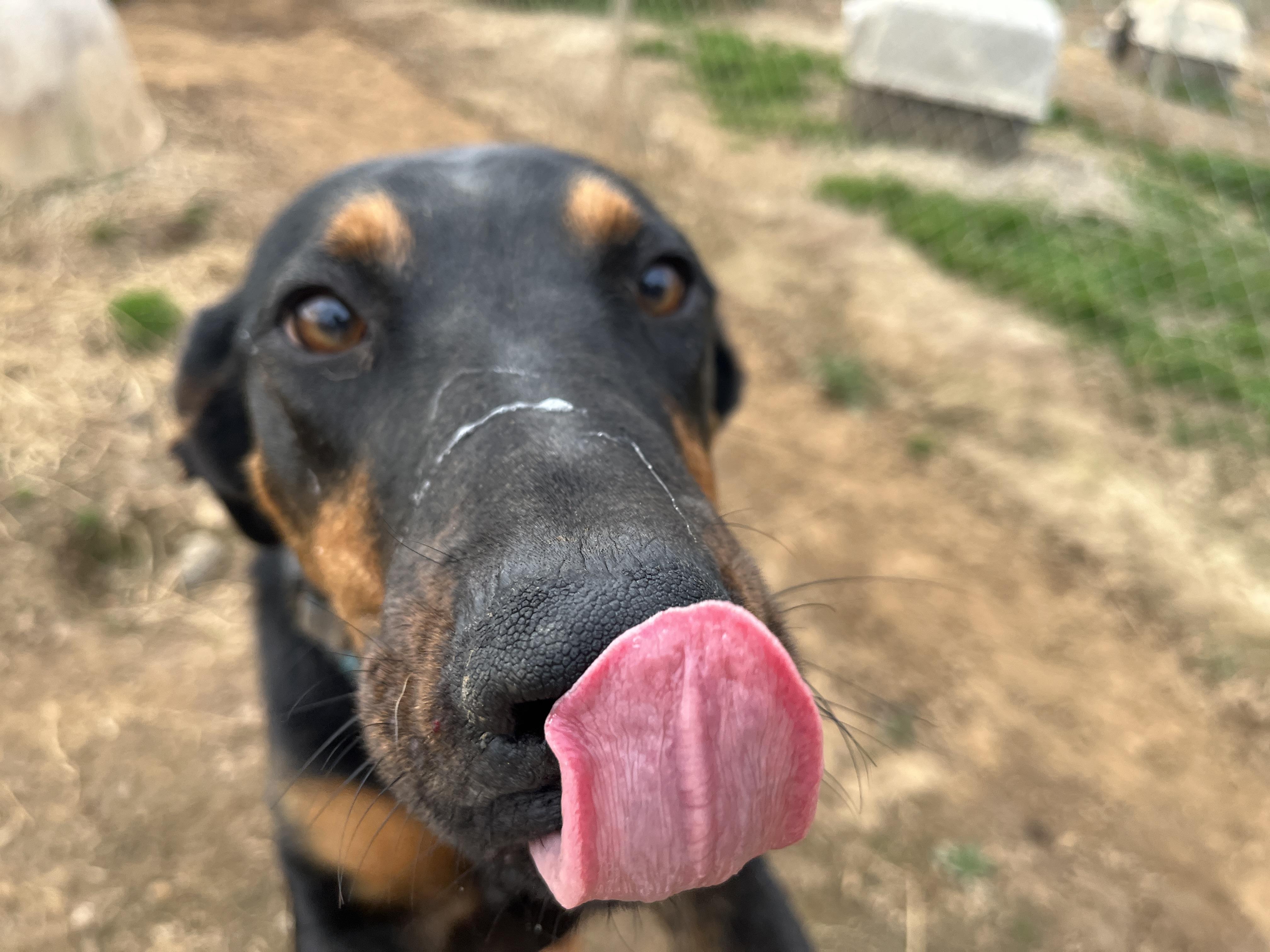 Enlarge May, a Adoptable mixed breed in McKenzie, TN image 2/3