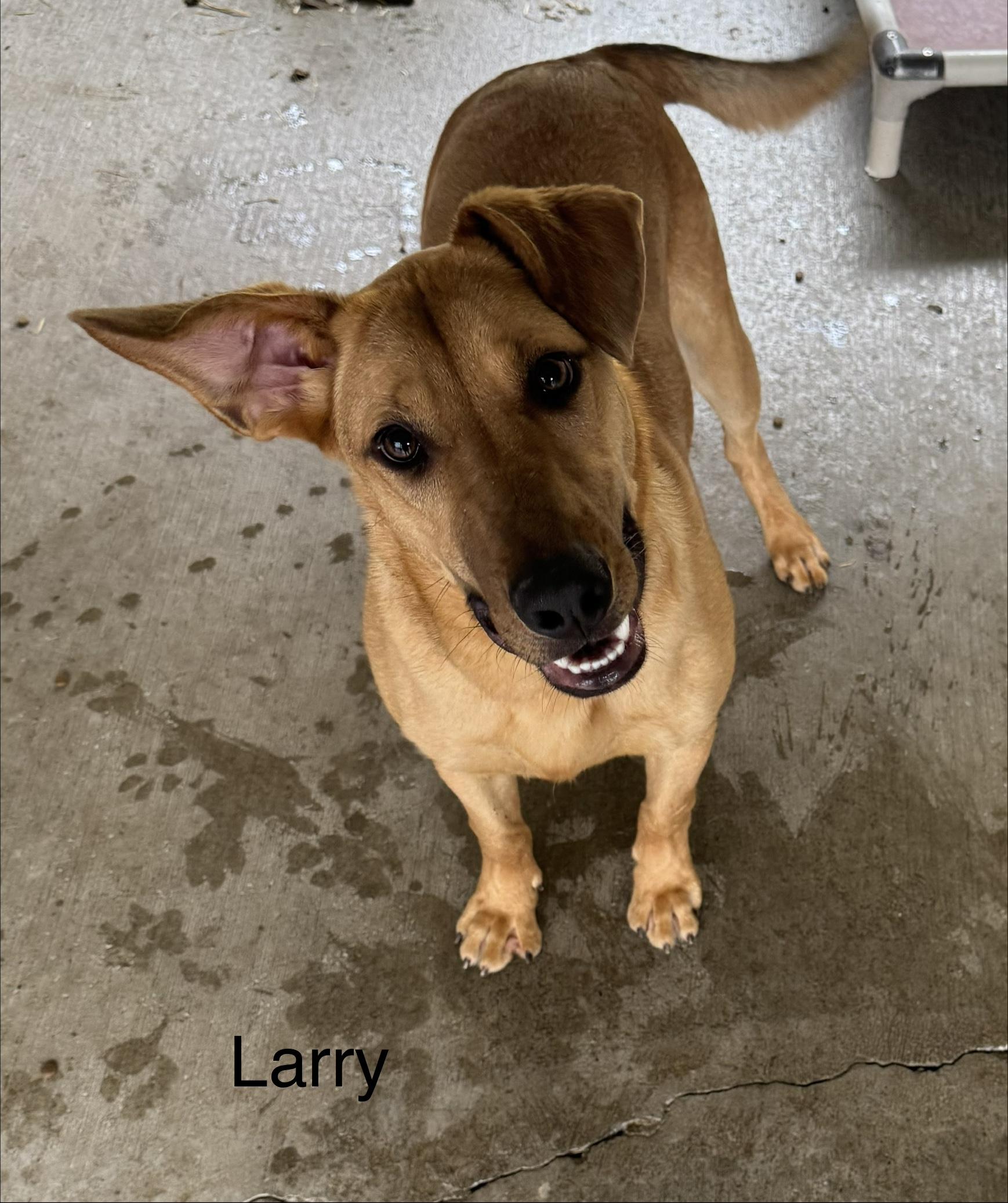 Larry, ADOPTABLE, Young Male Redbone Coonhound & Hound.