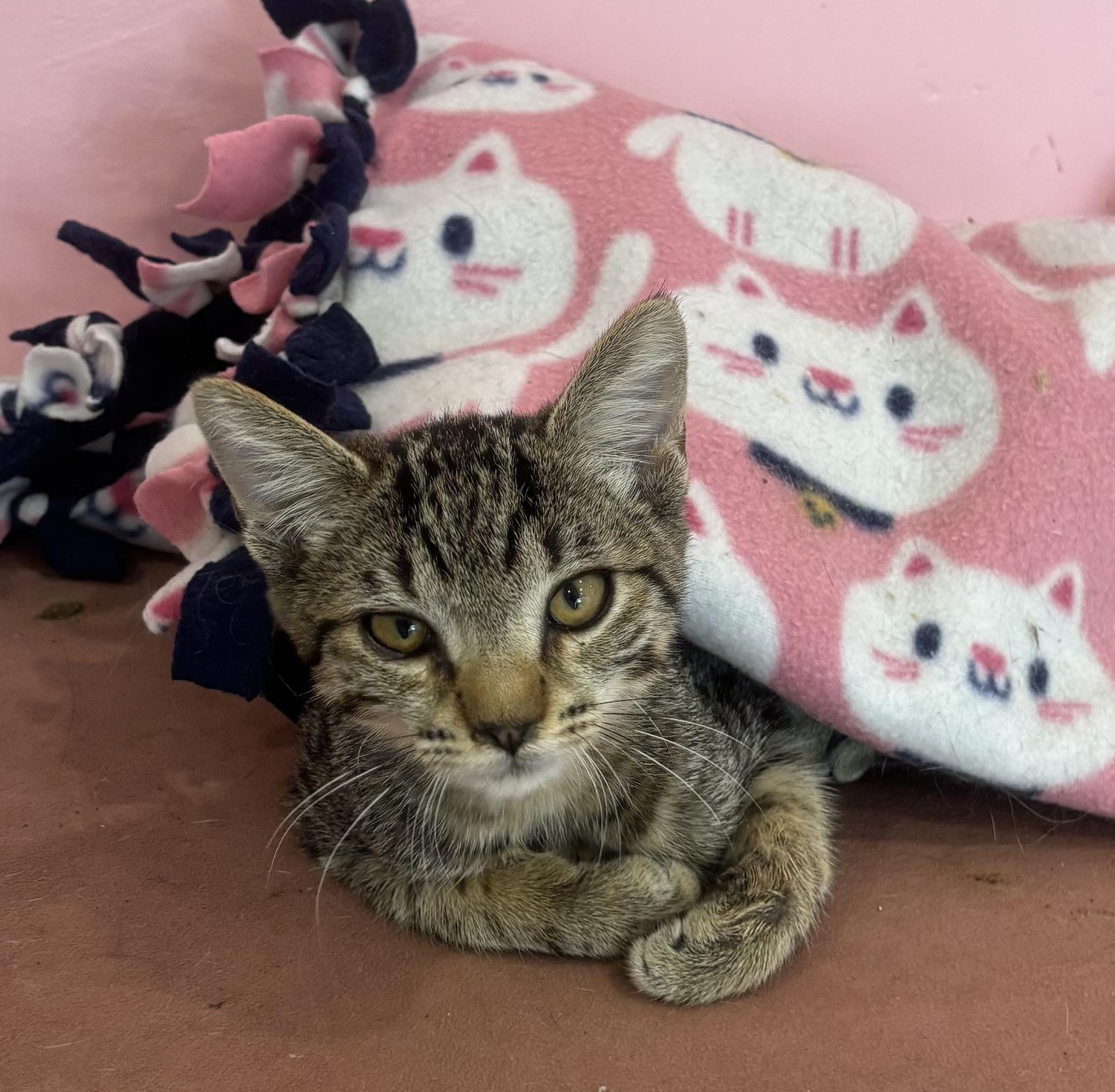 Enlarge Tokyo, an adopted Domestic Short Hair in Whittier, CA image 3/6