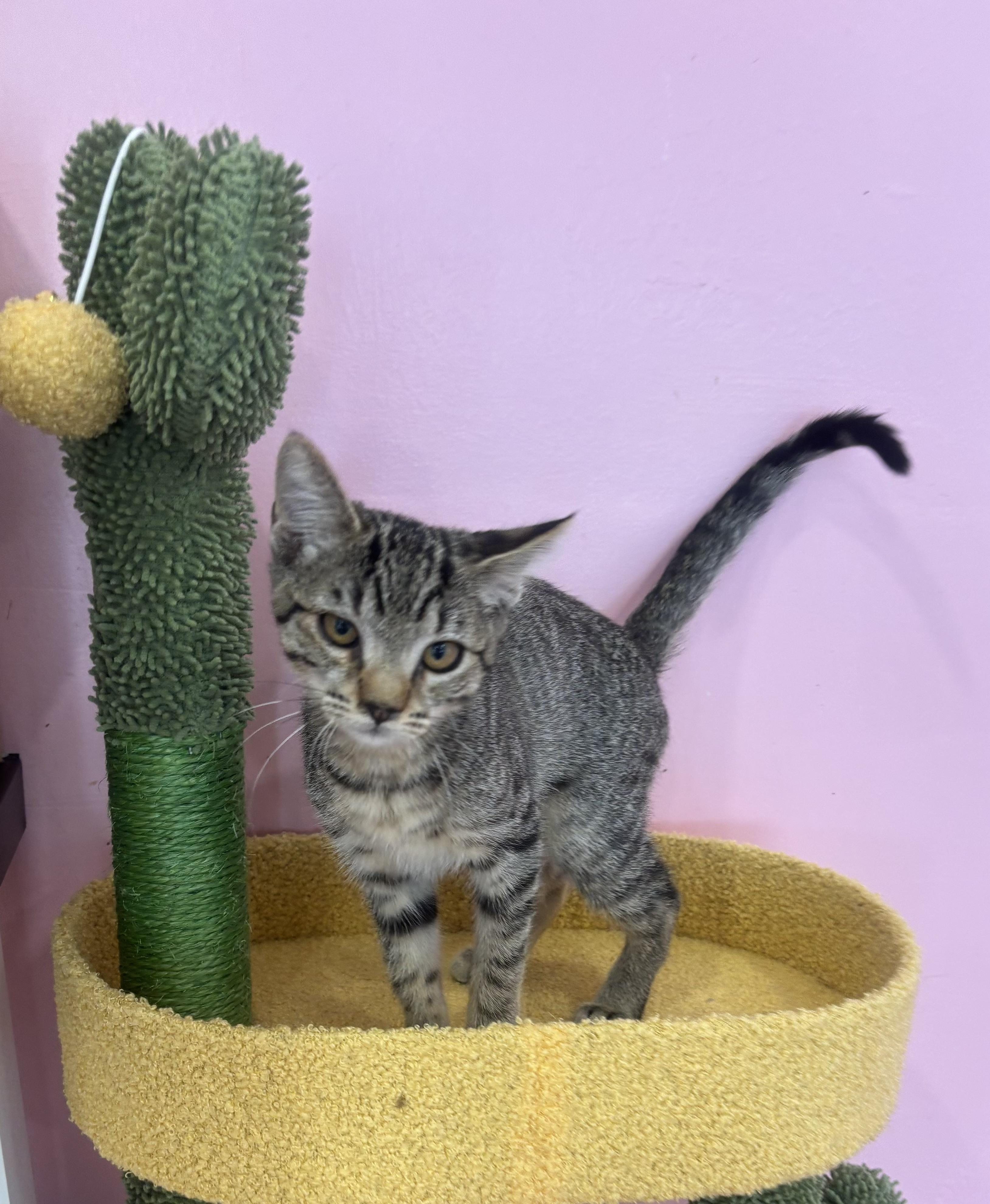 Enlarge Tokyo, an adopted Domestic Short Hair in Whittier, CA image 4/6