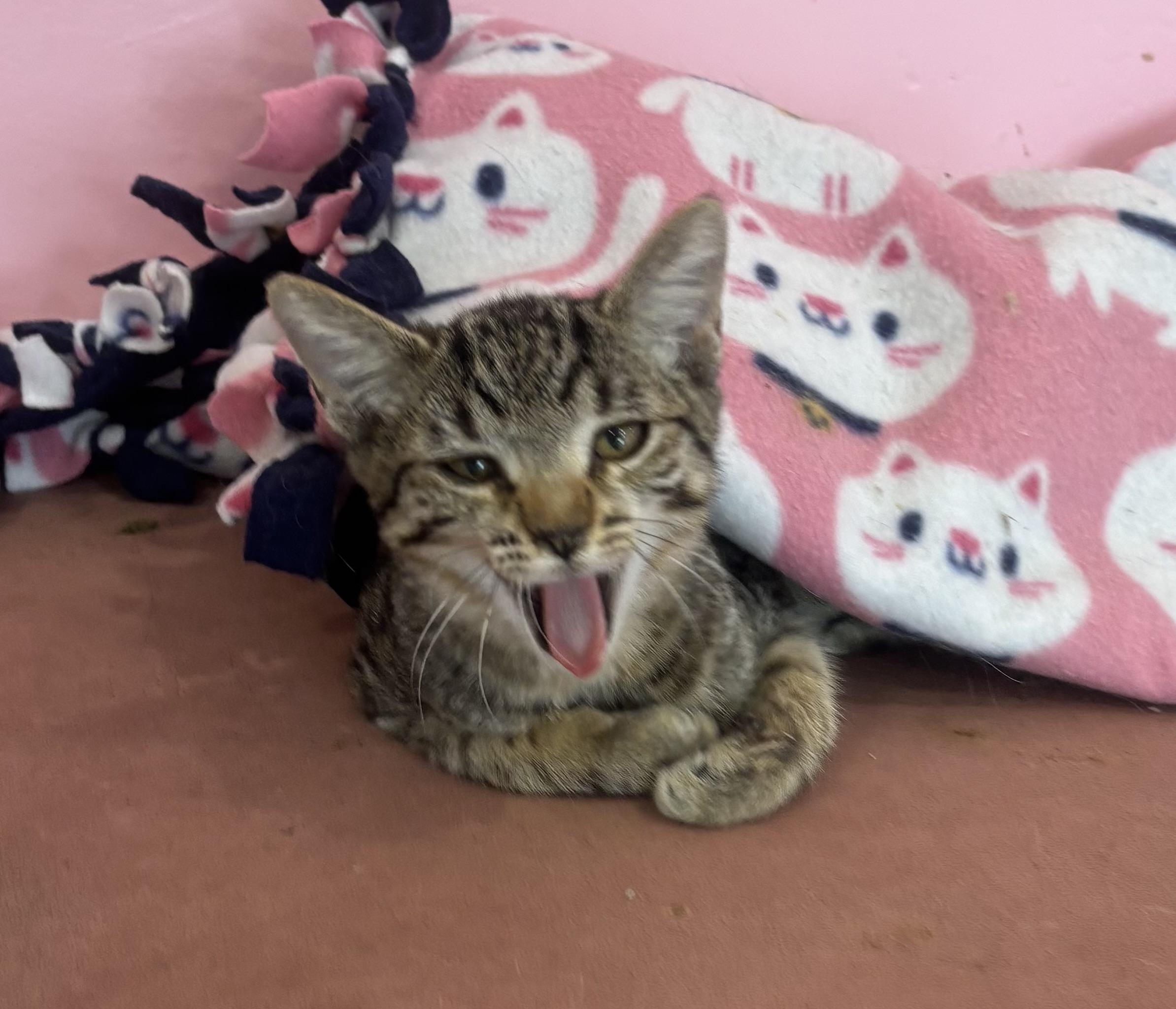Tokyo, adopted, Young Female Domestic Short Hair.