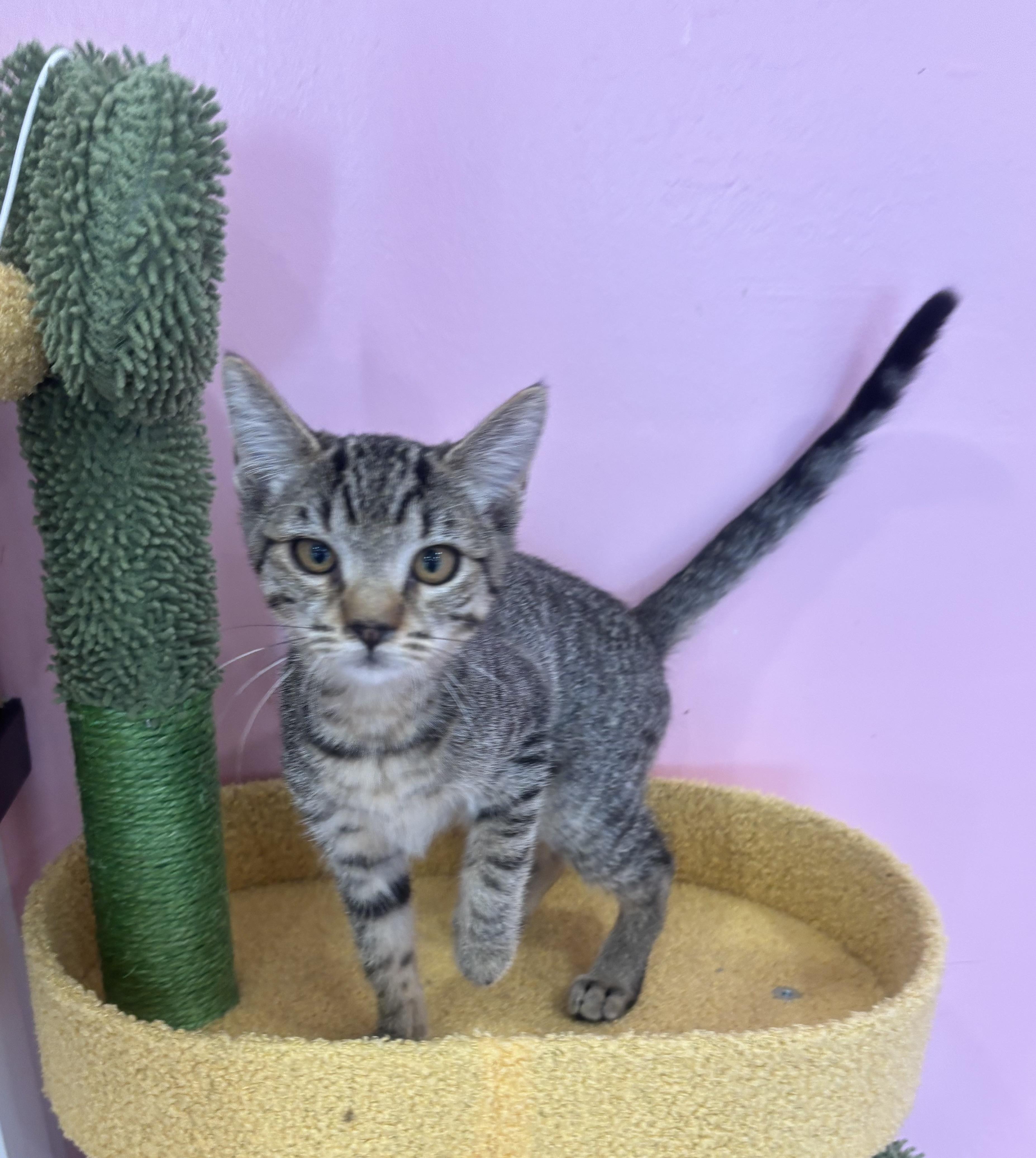 Enlarge Tokyo, an adopted Domestic Short Hair in Whittier, CA image 5/6