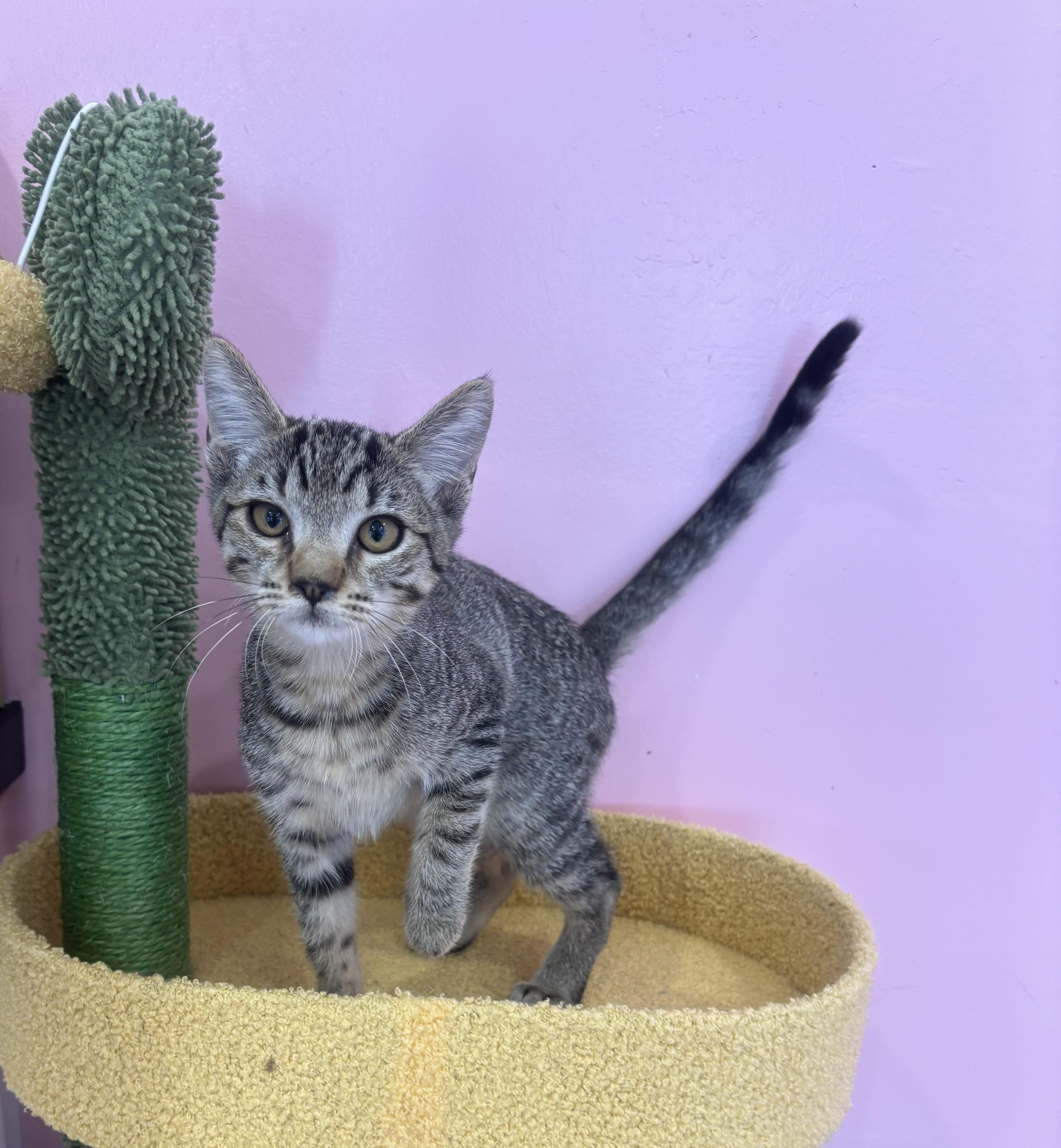 Enlarge Tokyo, an adopted Domestic Short Hair in Whittier, CA image 2/6