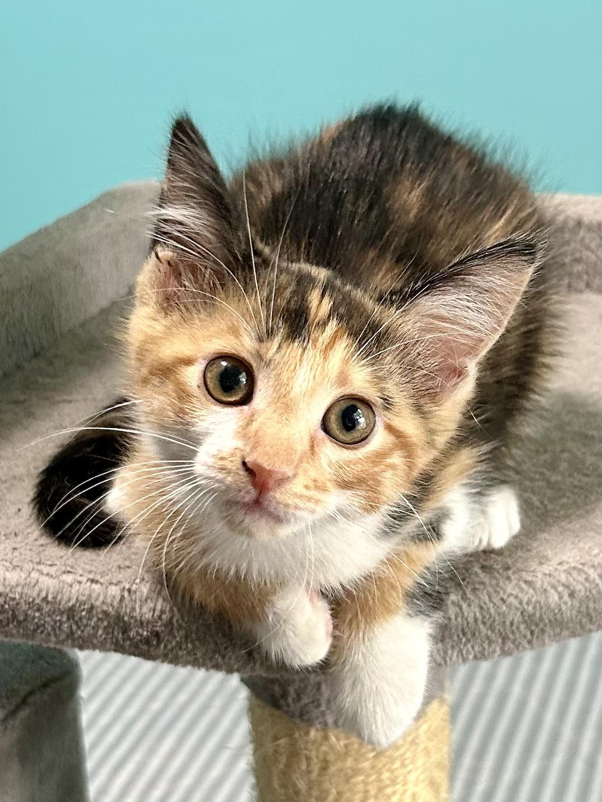 Shirataki, Baby Female Domestic Medium Hair