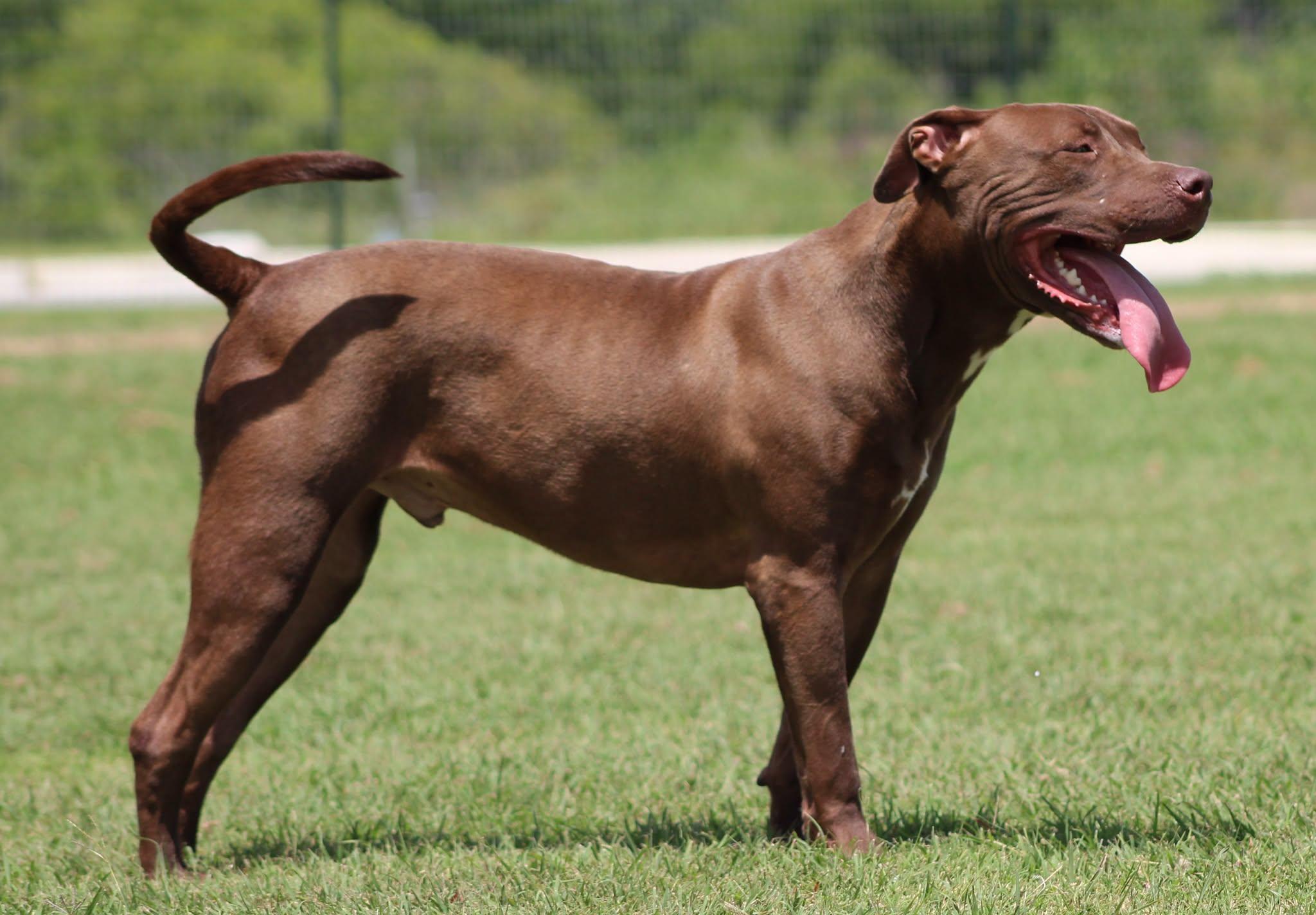 Muddy, a Adoptable Pit Bull Terrier in Temple, TX image 5/5