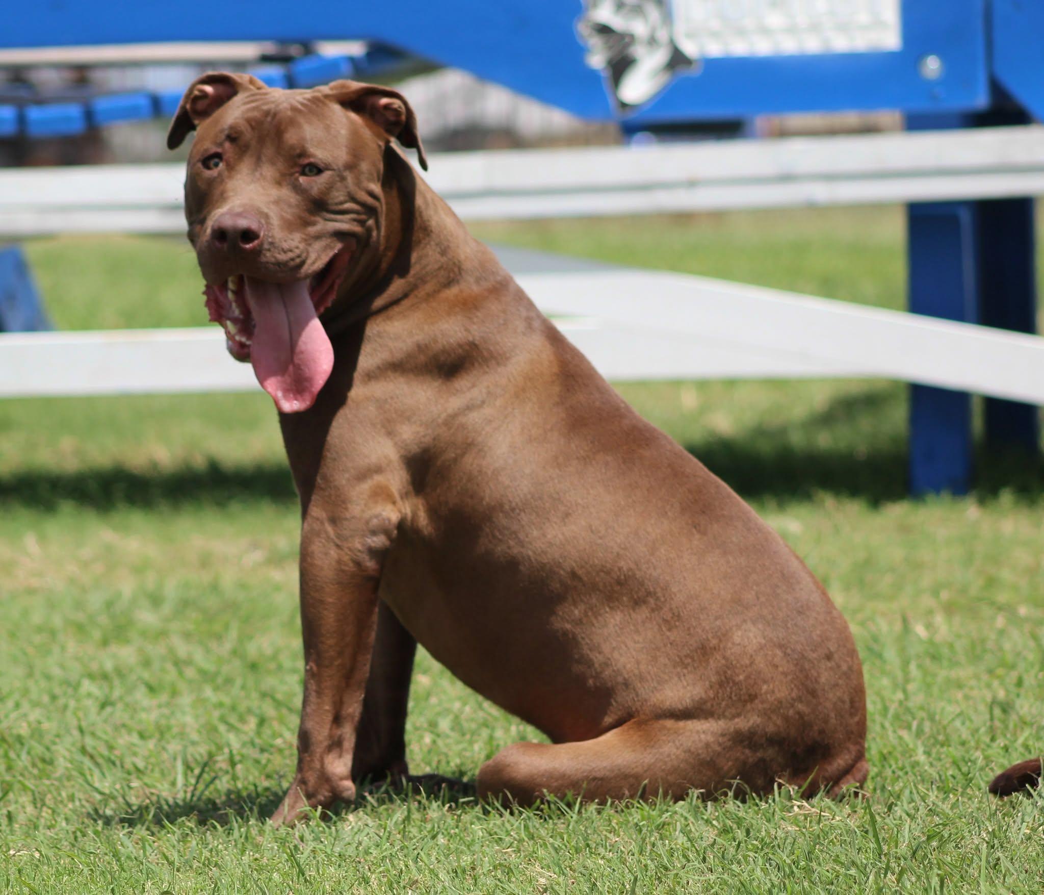 Muddy, Adoptable, Young Male Pit Bull Terrier.