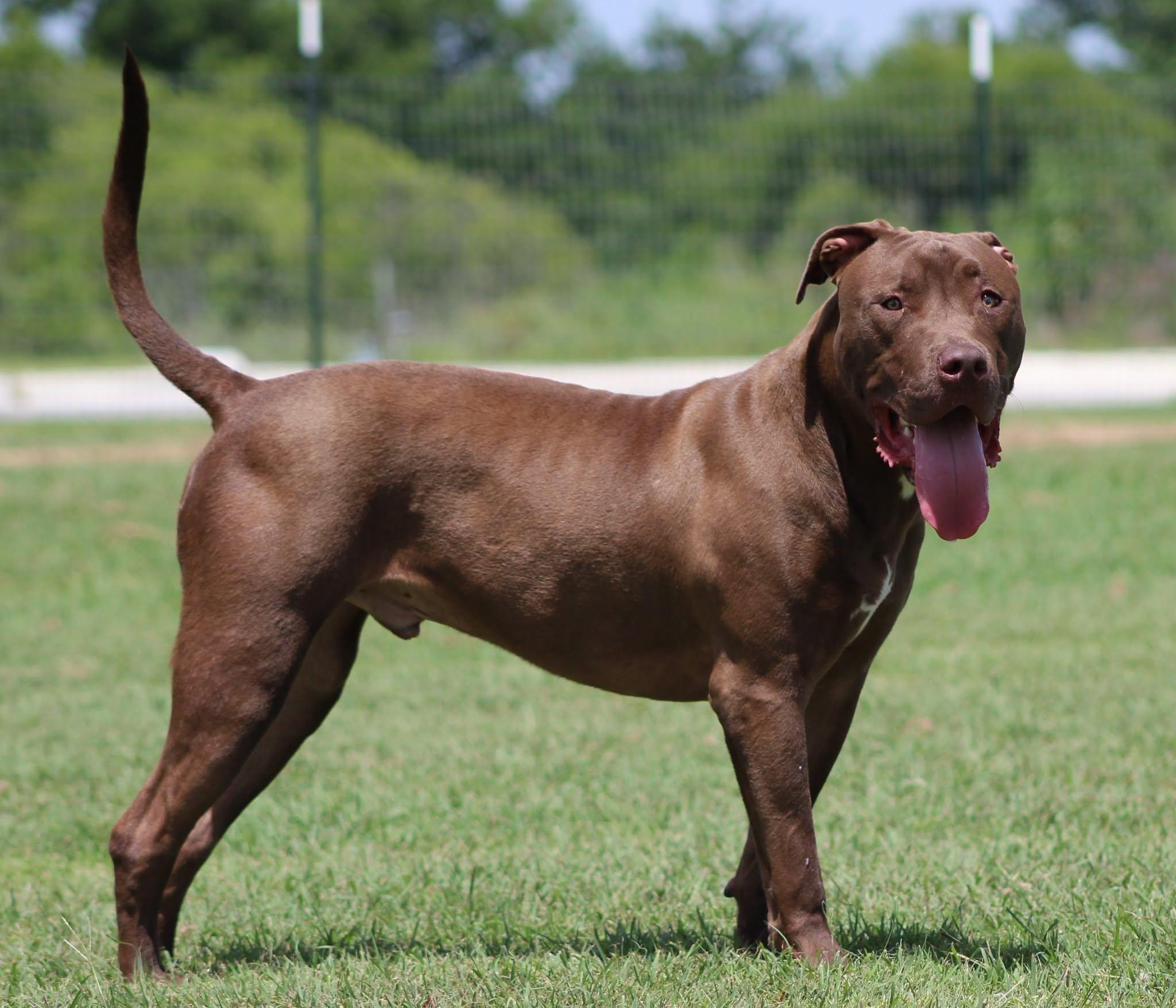 Muddy, a Adoptable Pit Bull Terrier in Temple, TX image 2/5