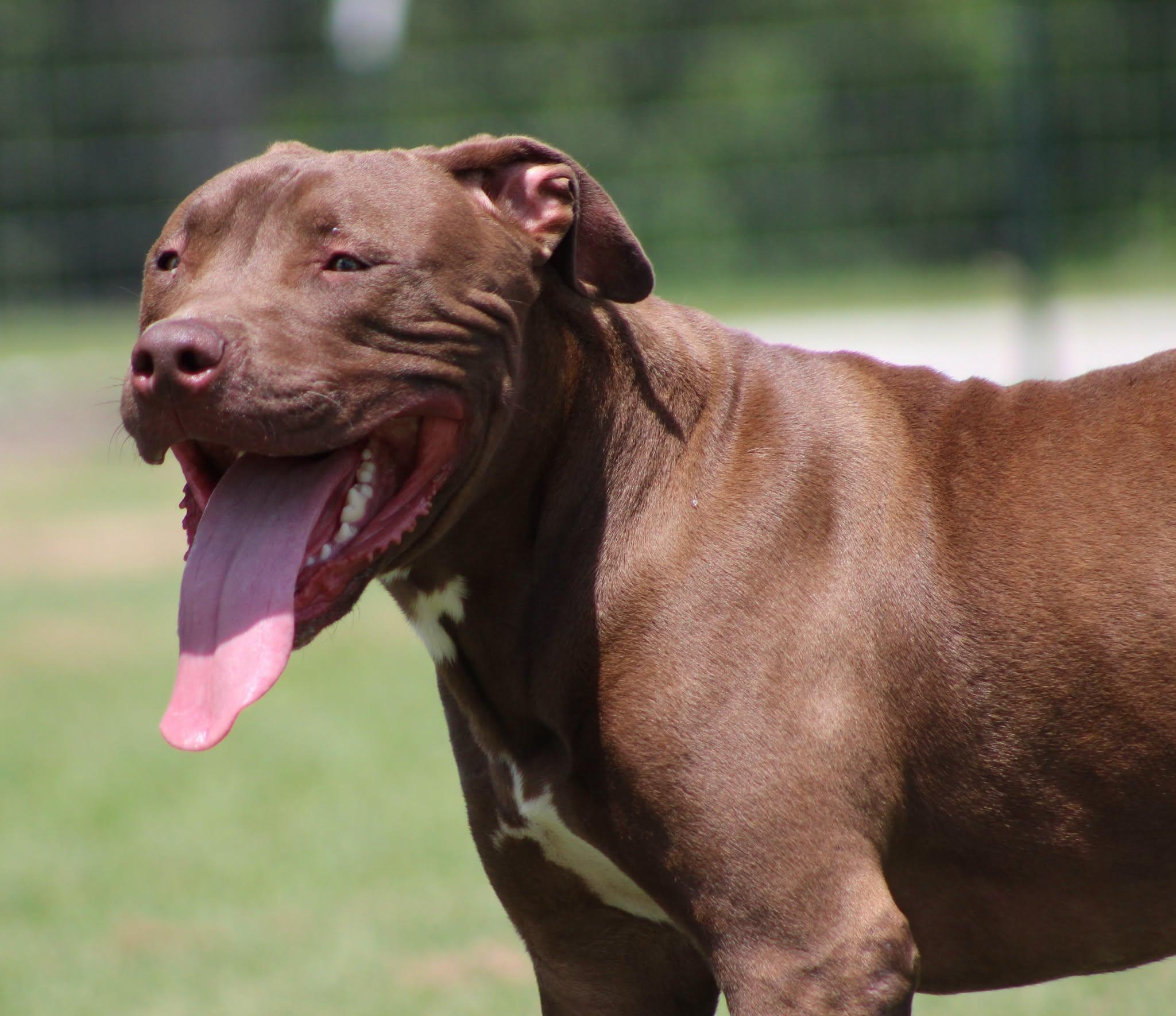 Muddy, a Adoptable Pit Bull Terrier in Temple, TX image 3/5