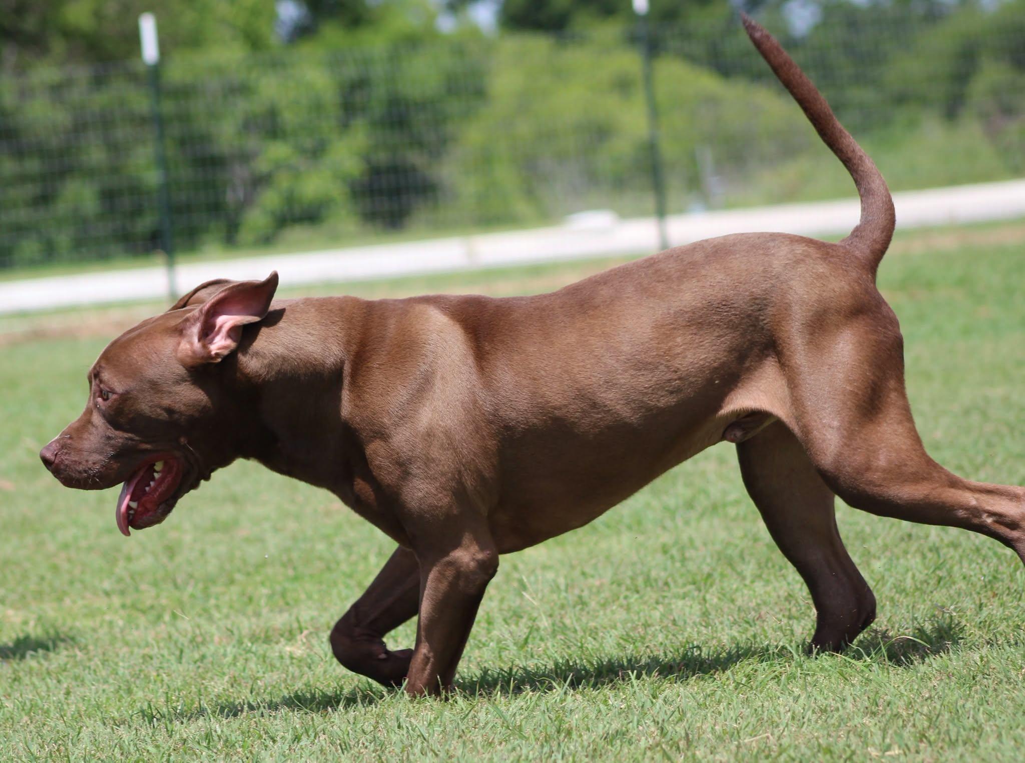 Muddy, a Adoptable Pit Bull Terrier in Temple, TX image 4/5