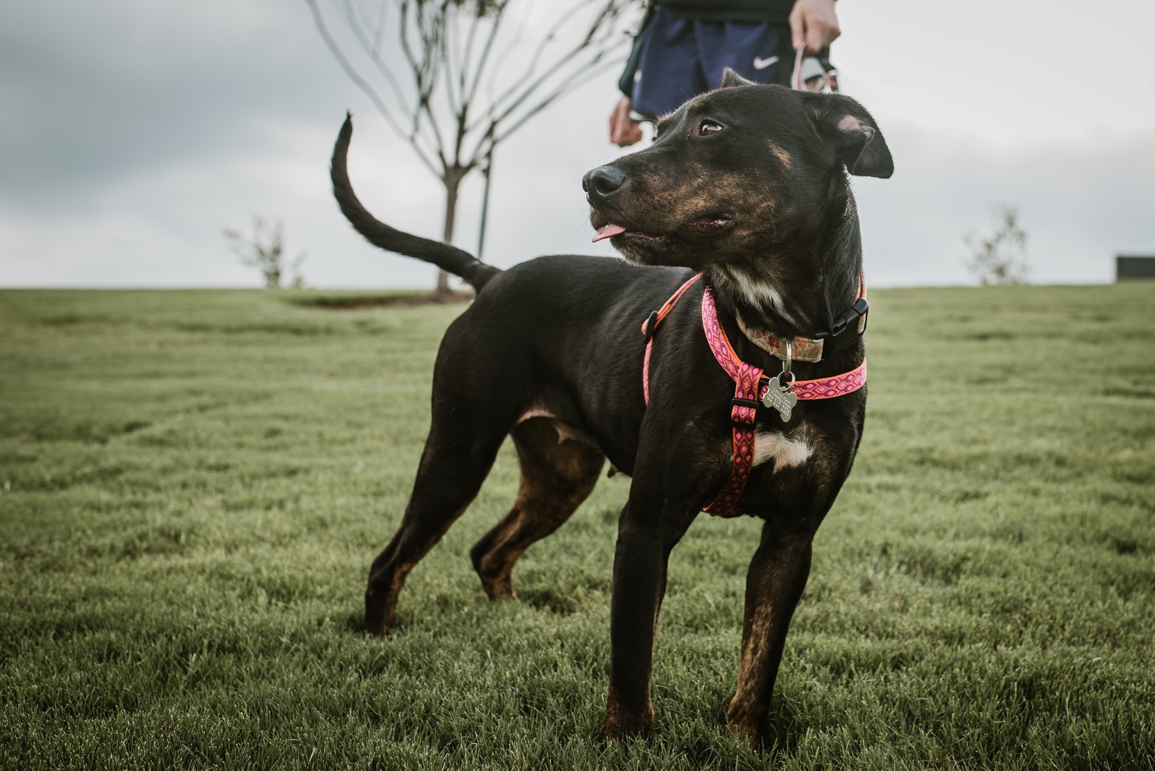Enlarge Matty, a Adoptable Terrier in Memphis, TN image 6/9