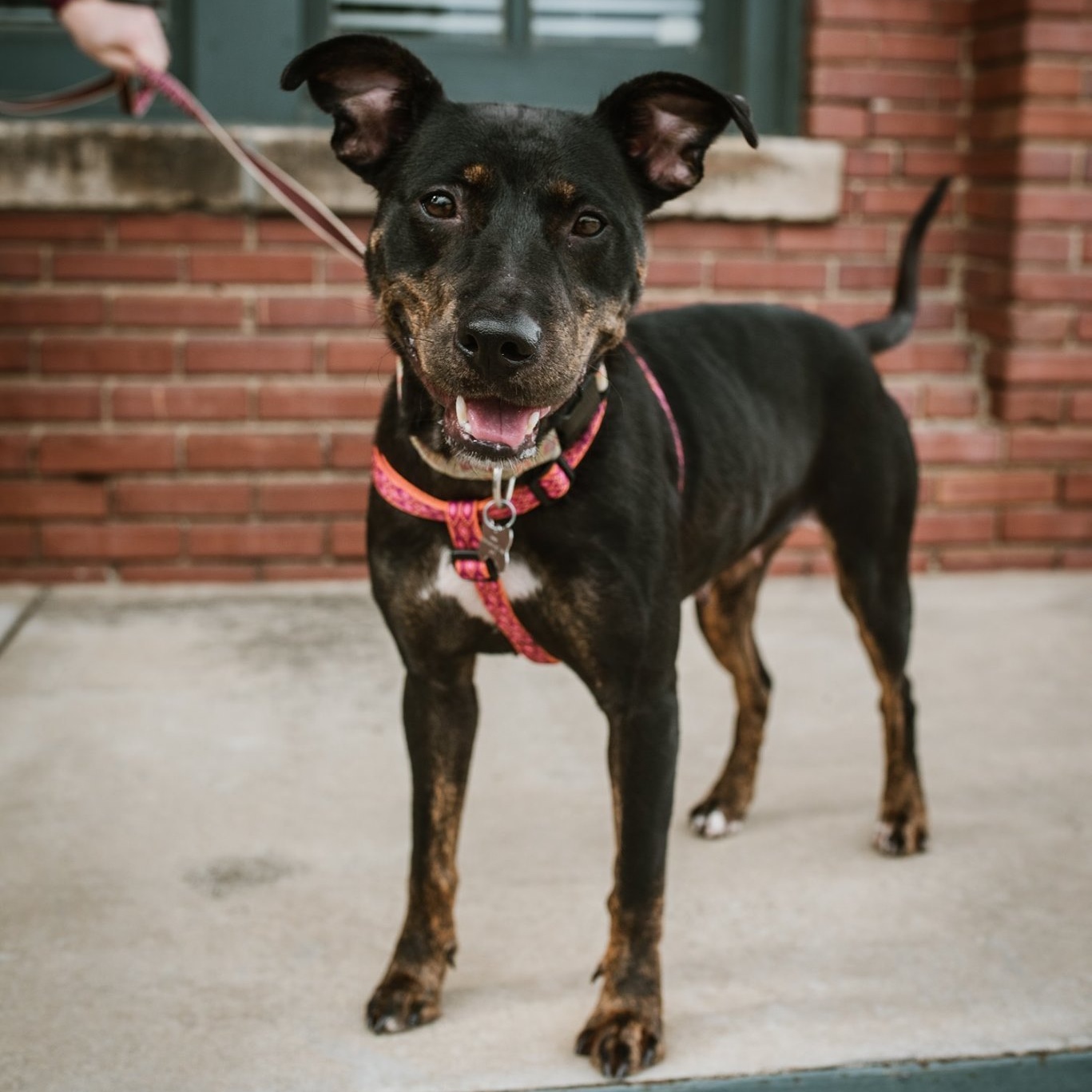 Matty, Adult Female Terrier