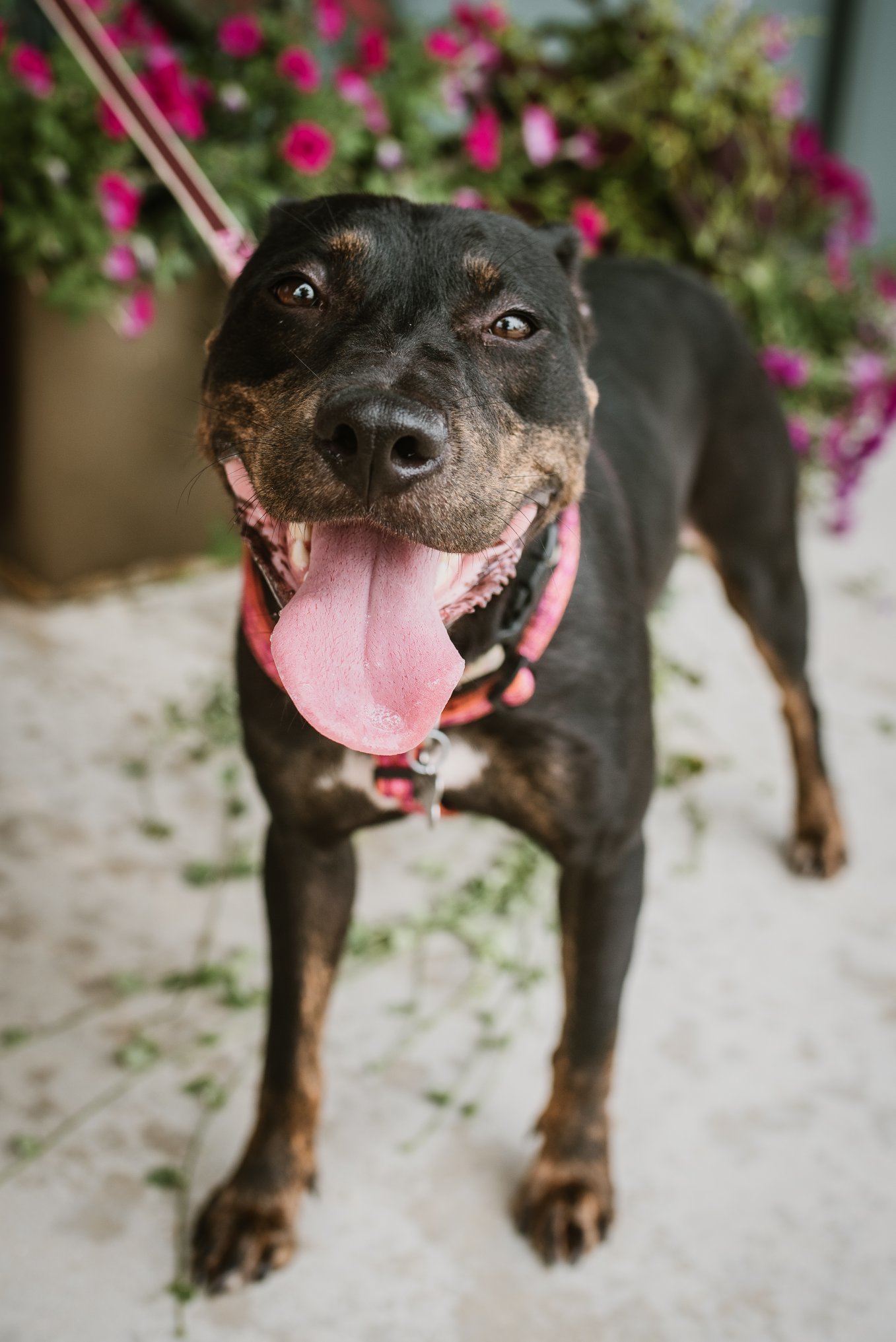 Enlarge Matty, a Adoptable Terrier in Memphis, TN image 7/9