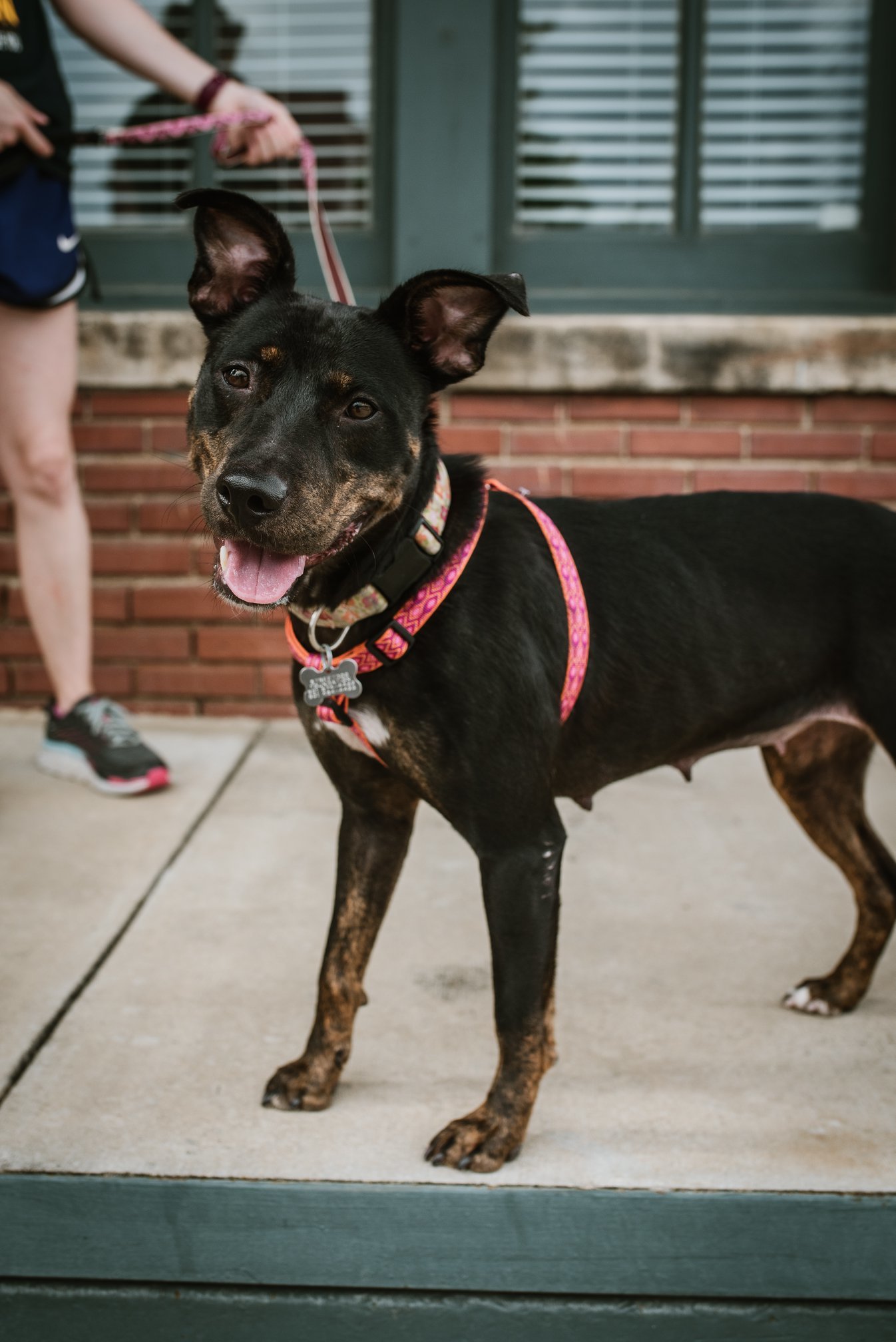 Enlarge Matty, a Adoptable Terrier in Memphis, TN image 8/9