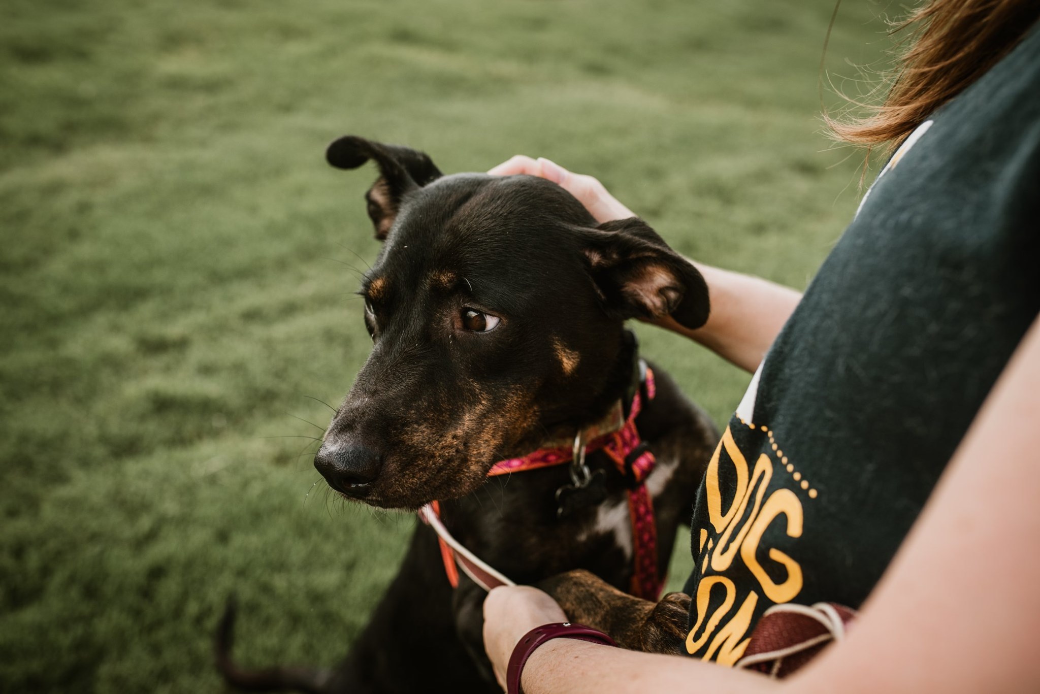 Enlarge Matty, a Adoptable Terrier in Memphis, TN image 9/9