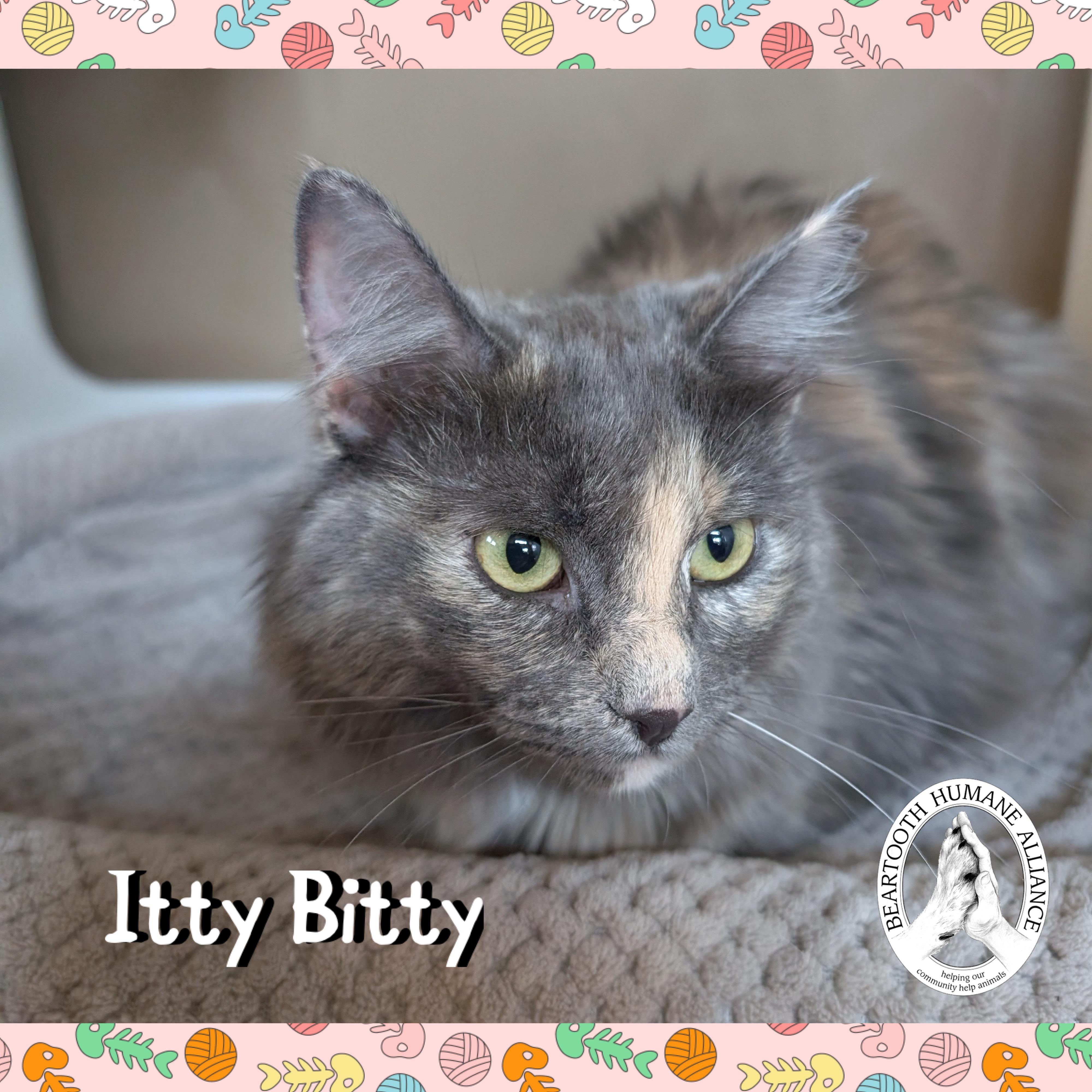 Itty Bitty, an adoptable Domestic Medium Hair in Red Lodge, MT, 59068 | Photo Image 1