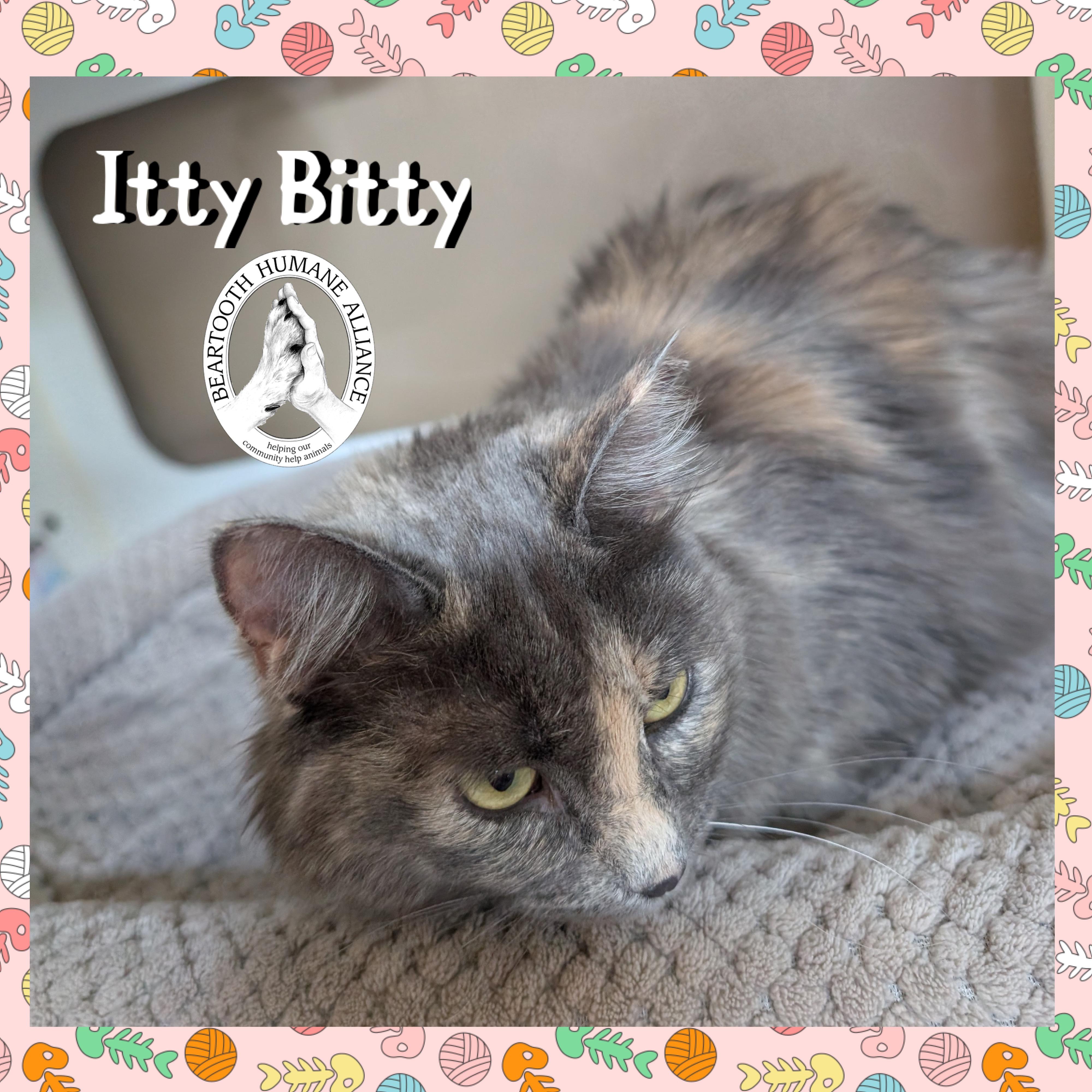 Itty Bitty, an adoptable Domestic Medium Hair in Red Lodge, MT, 59068 | Photo Image 2