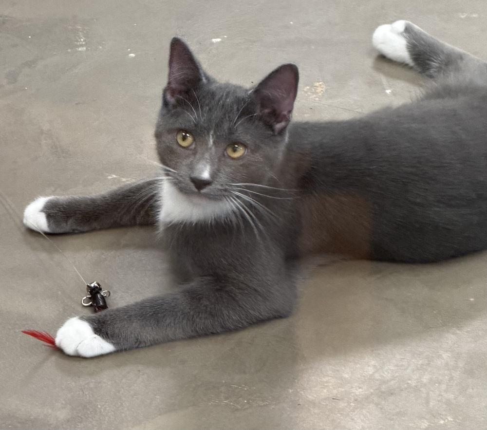 Nemo (kitten), Adoptable, Kitten Female Domestic Short Hair.