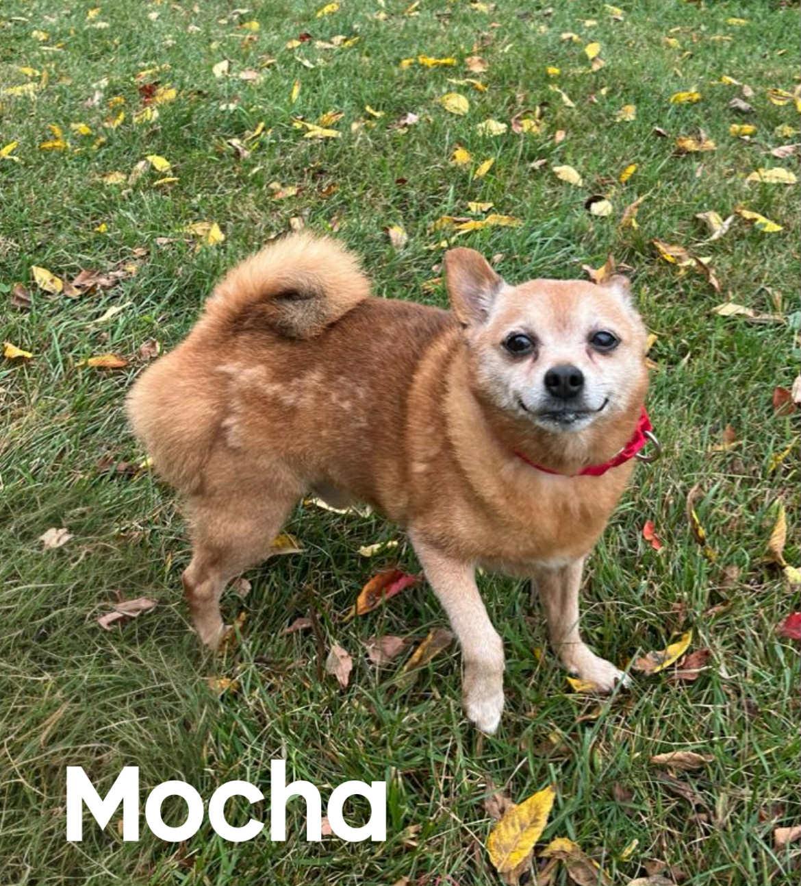 Mocha