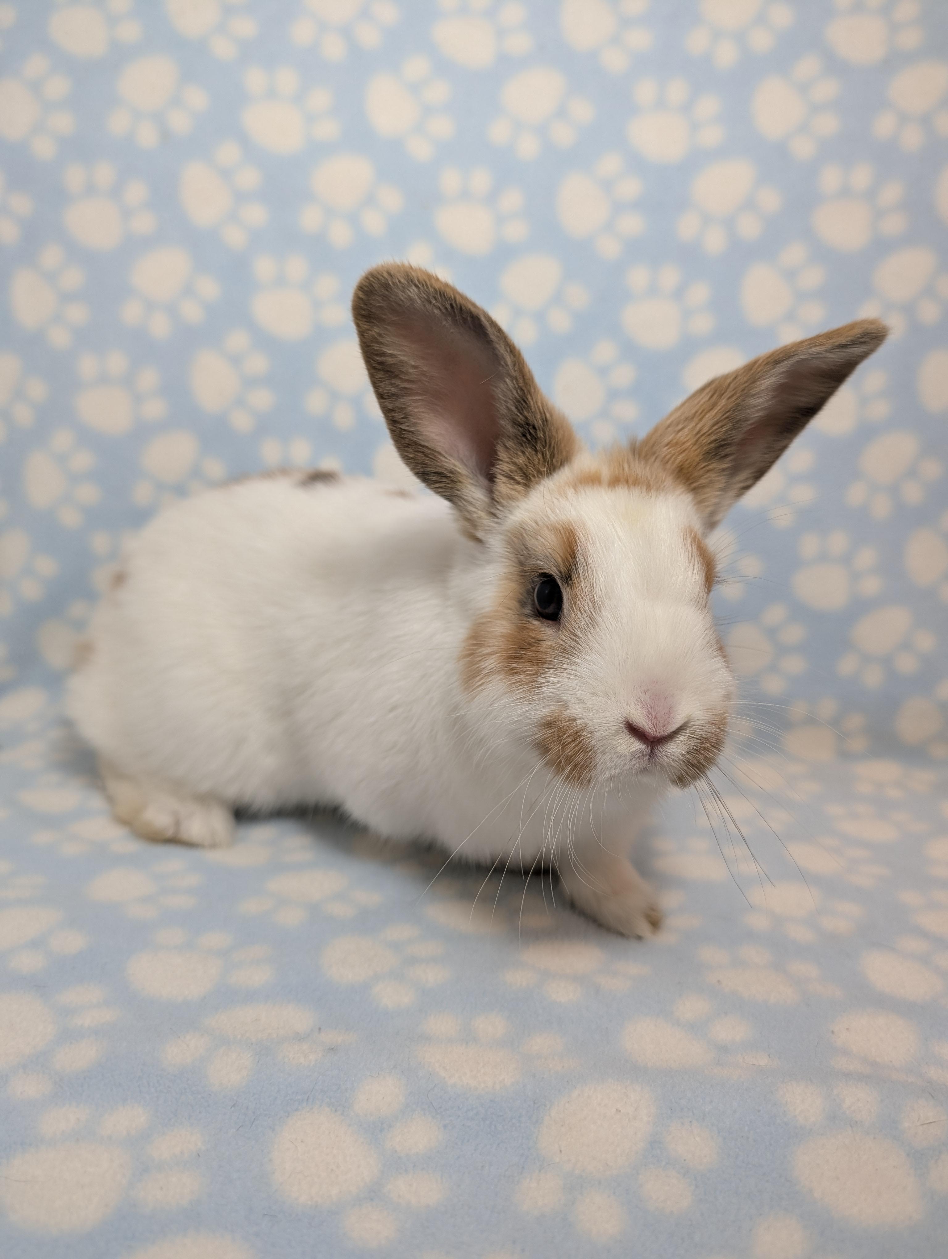 Enlarge Skittles, an adopted English Spot in Lake Elsinore, CA image 3/5