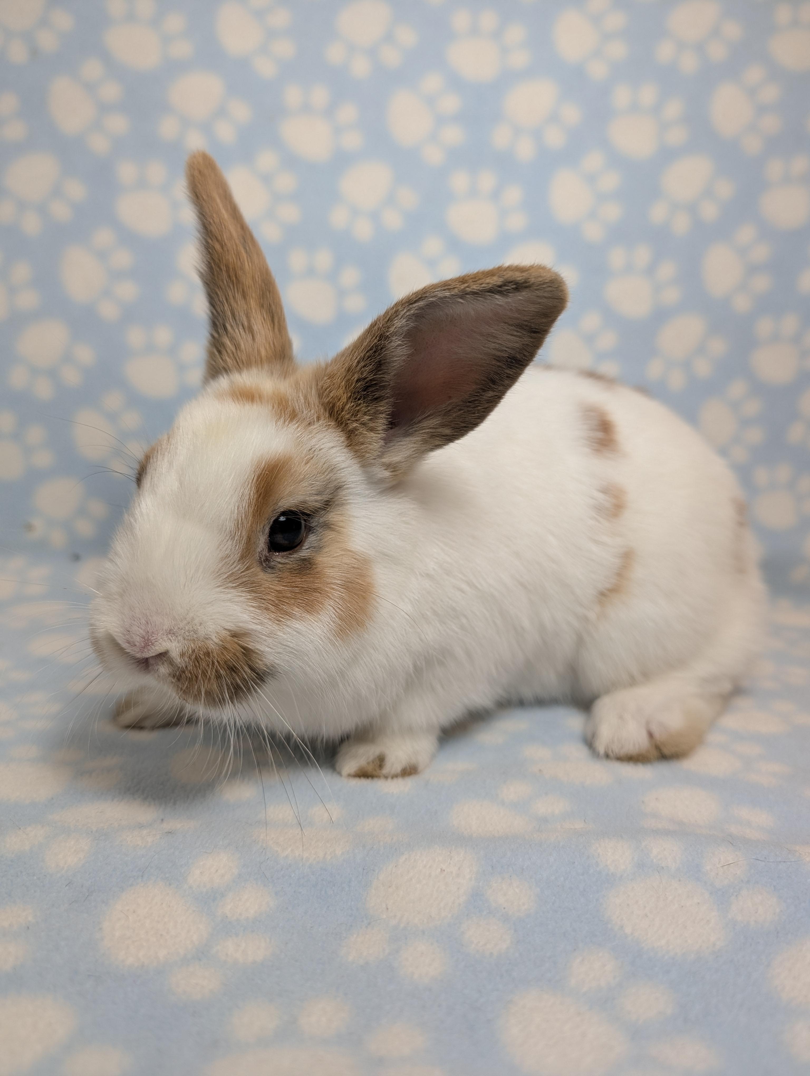 Enlarge Skittles, an adopted English Spot in Lake Elsinore, CA image 2/5