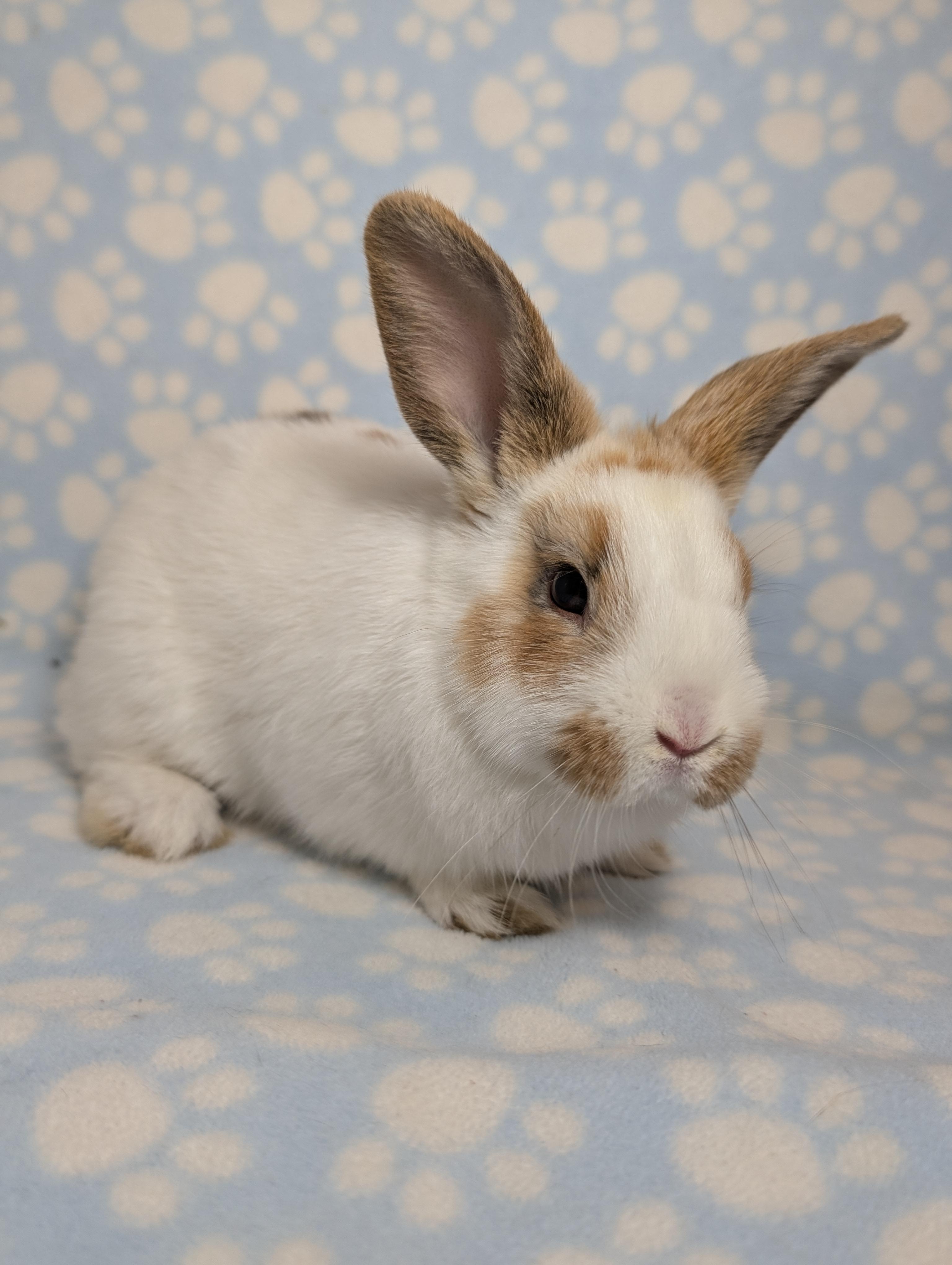 Enlarge Skittles, an adopted English Spot in Lake Elsinore, CA image 1/5