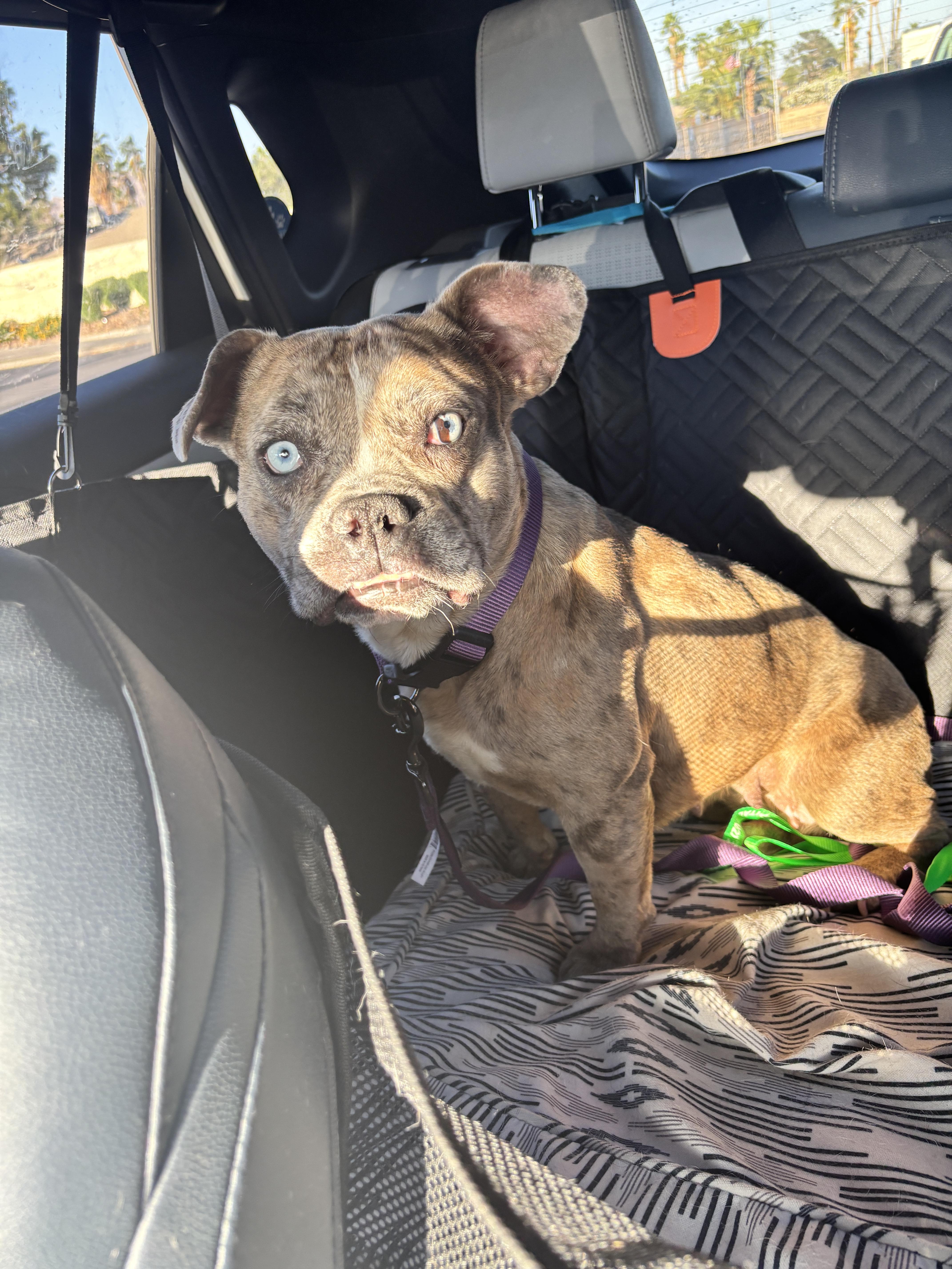 Enlarge Delilah , an adopted mixed breed in Las Vegas, NV image 4/4