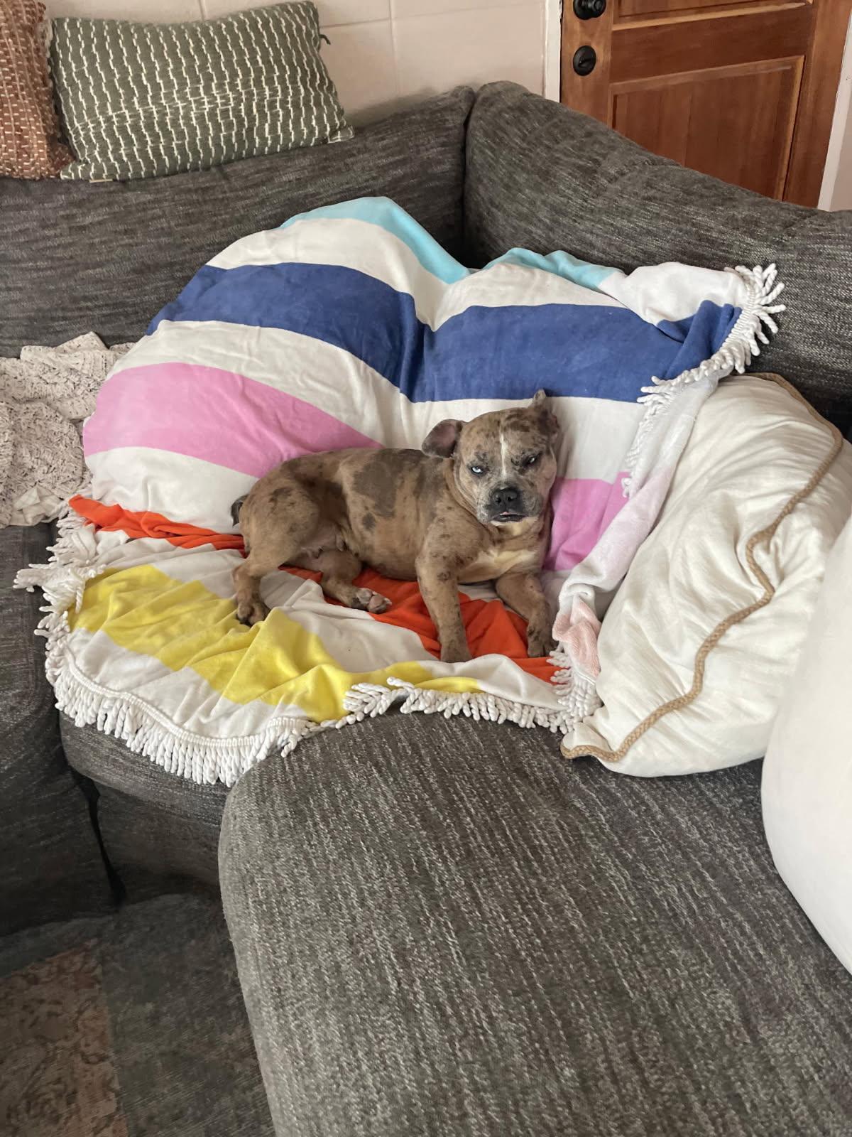 Enlarge Delilah , an adopted mixed breed in Las Vegas, NV image 2/4