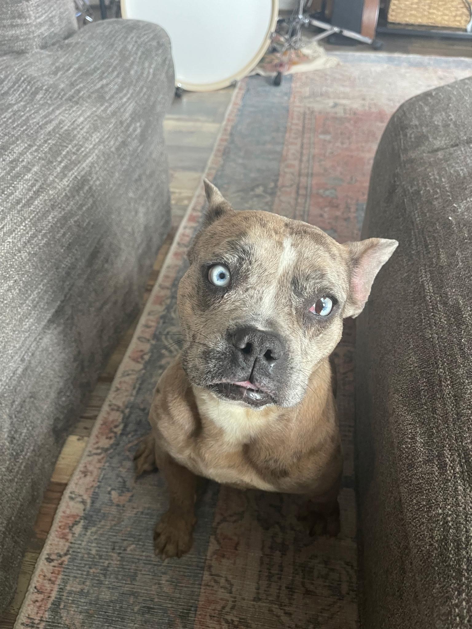 Delilah , adopted, Young Female Bulldog & French Bulldog.