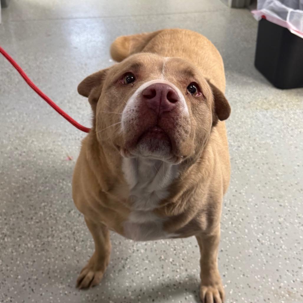 Whiskey, Adoptable, Senior Male American Staffordshire Terrier & Mixed Breed.