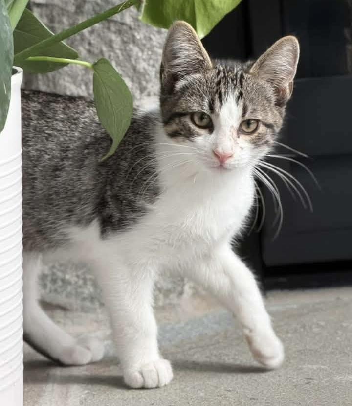 Enlarge Koda, a Adopted Domestic Short Hair in Breinigsville, PA image 3/3