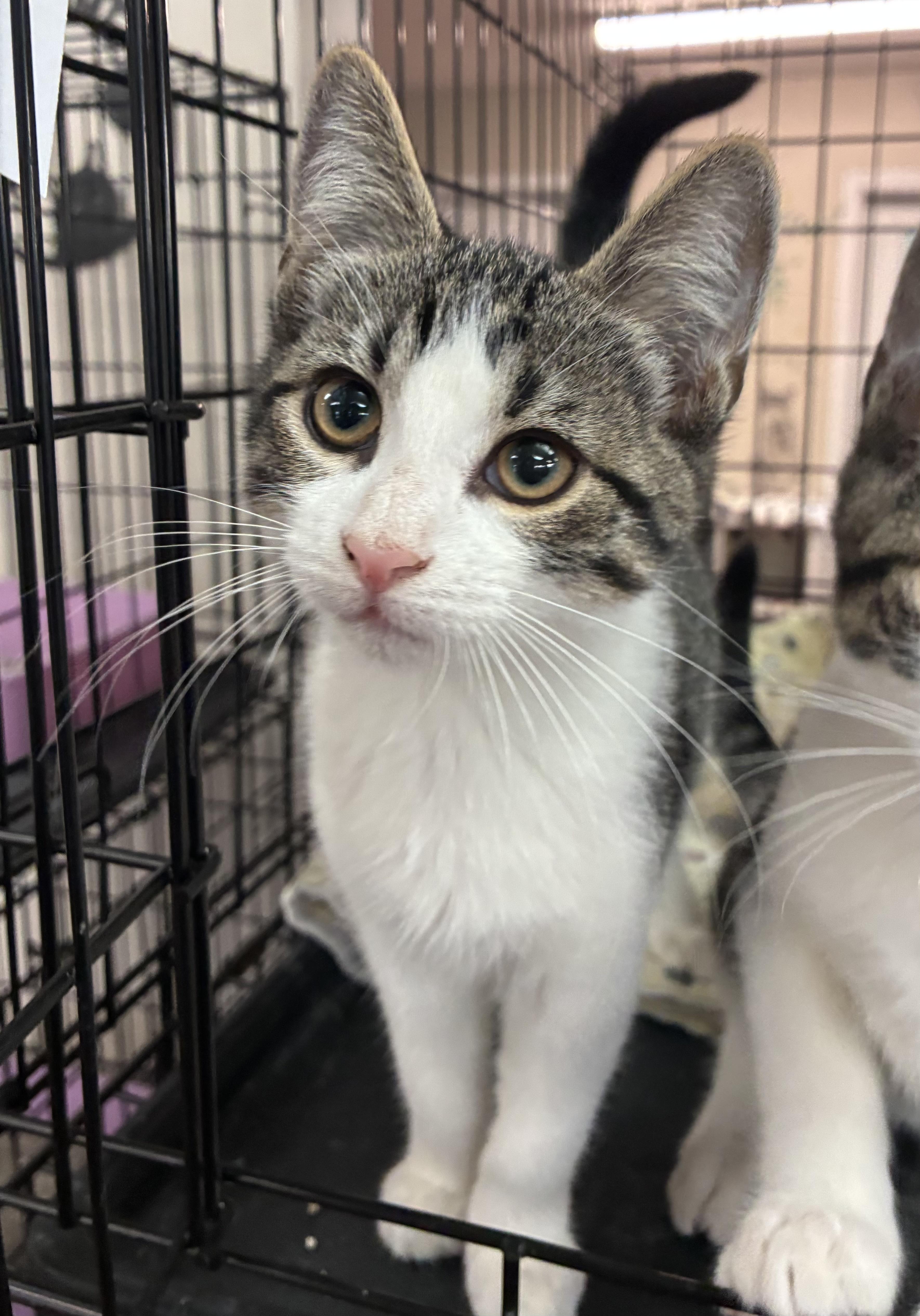 Enlarge Koda, a Adopted Domestic Short Hair in Breinigsville, PA image 2/3