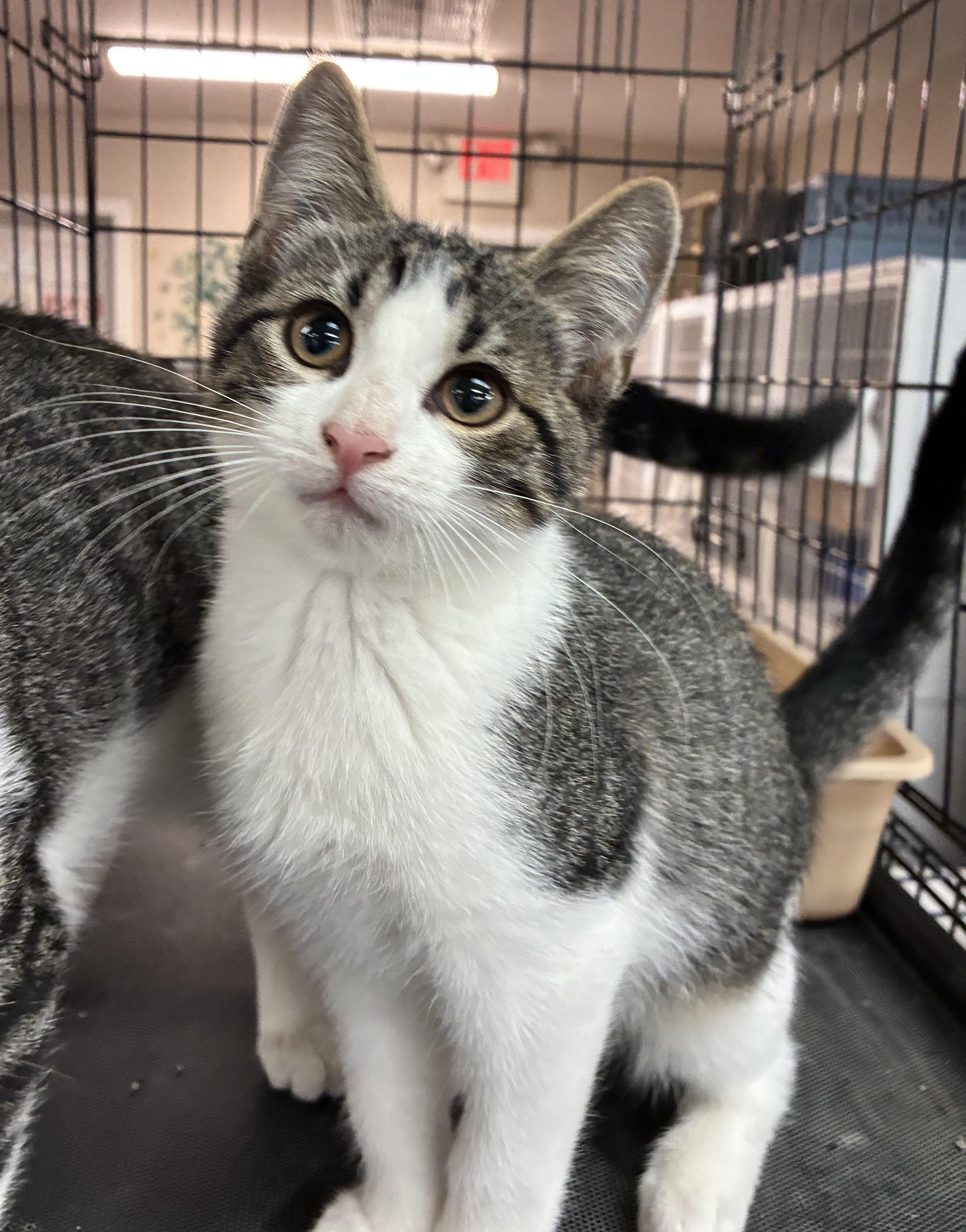 Enlarge Koda, a Adopted Domestic Short Hair in Breinigsville, PA image 1/3