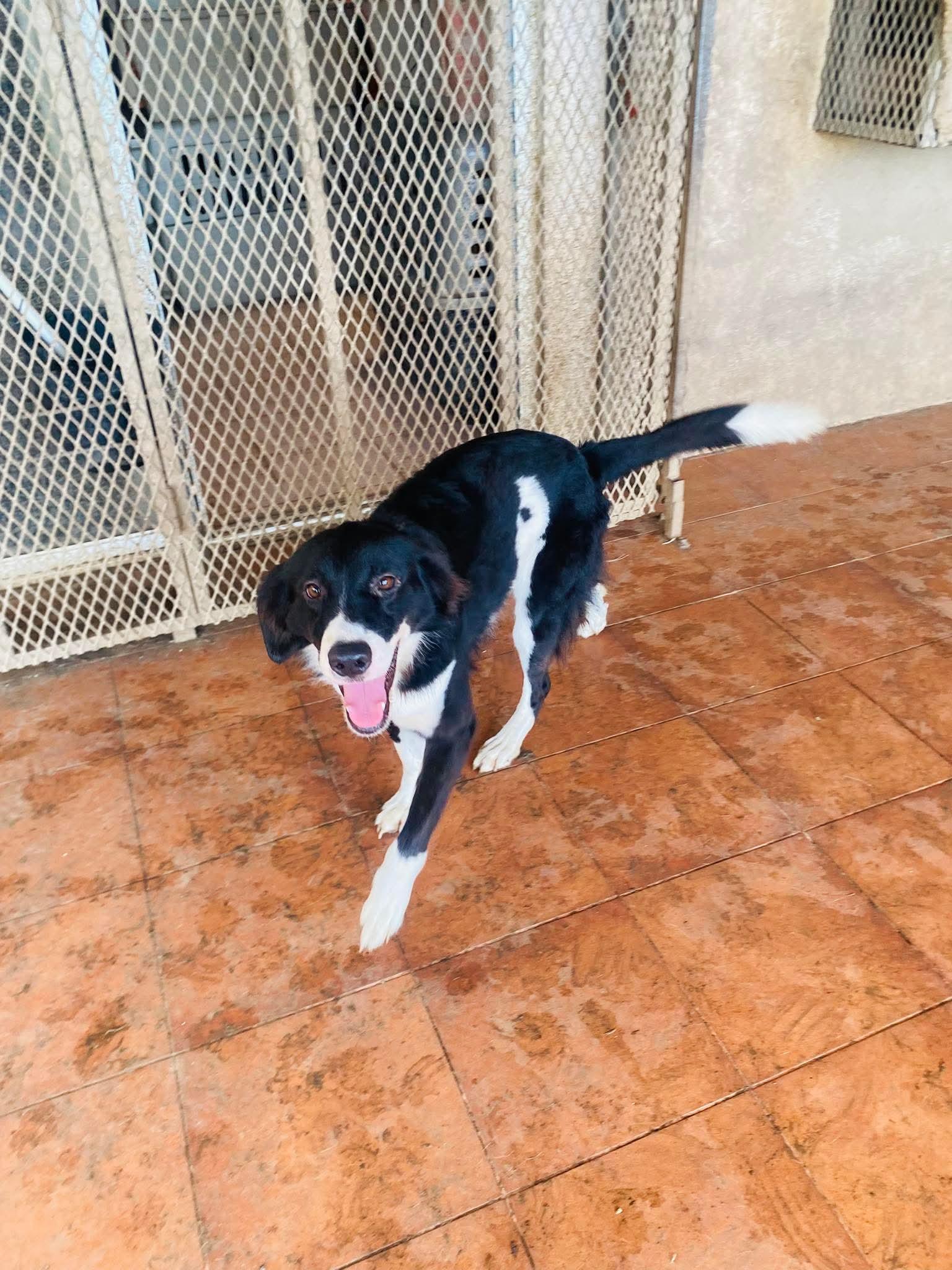 Nike, an adopted mixed breed in Milford, NH image 4/4