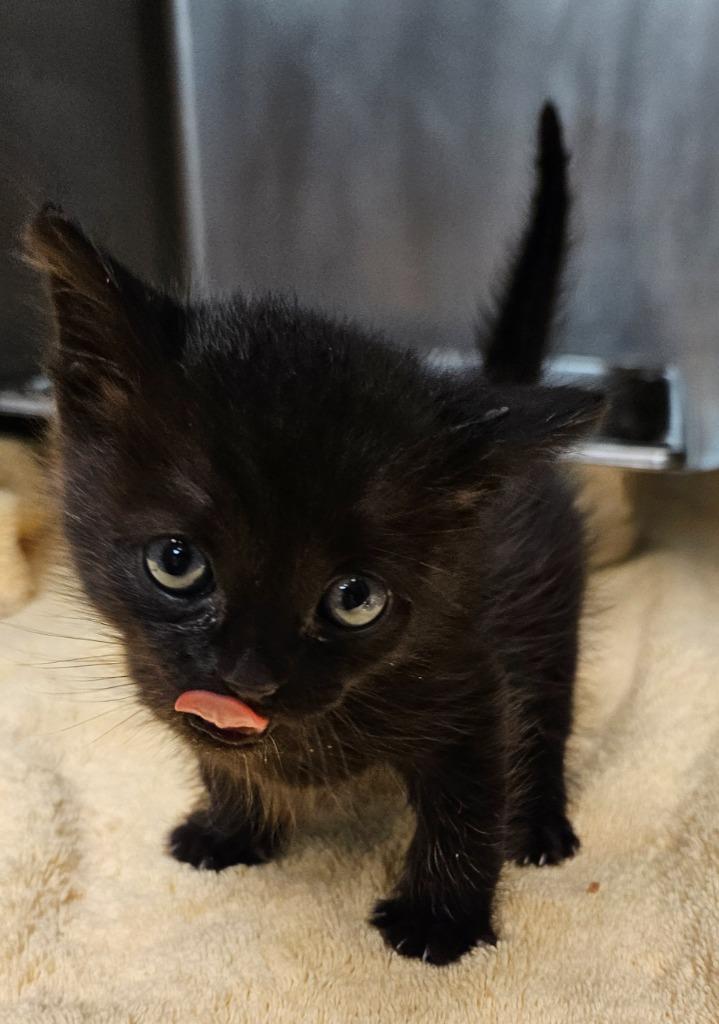 Enlarge Speck, a Adopted mixed breed in Sherwood, AR image 1/1