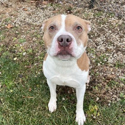 Enlarge Kilo, a ADOPTABLE mixed breed in Dubuque, IA image 1/1