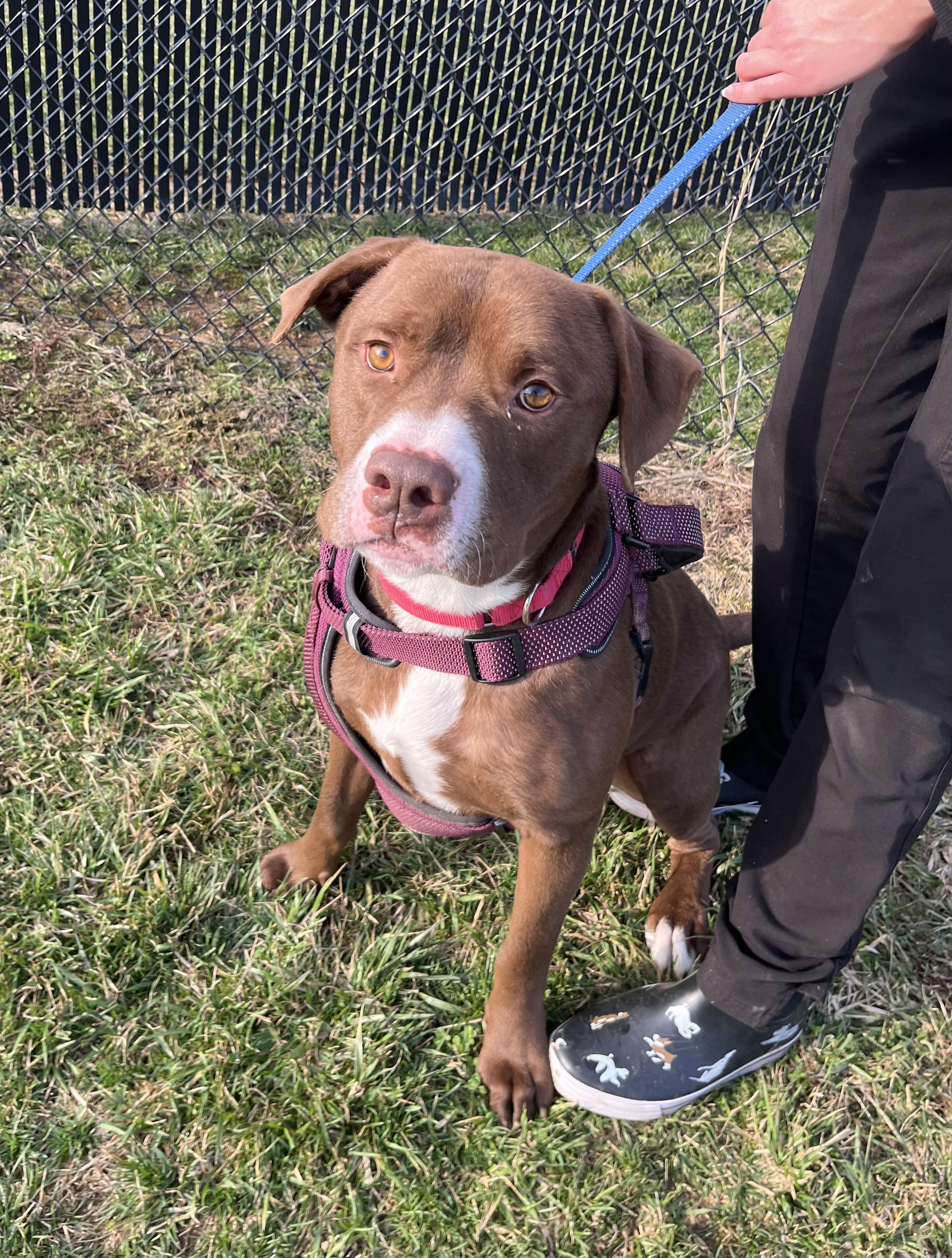 Bubba, Adoptable, Adult Male Pit Bull Terrier.